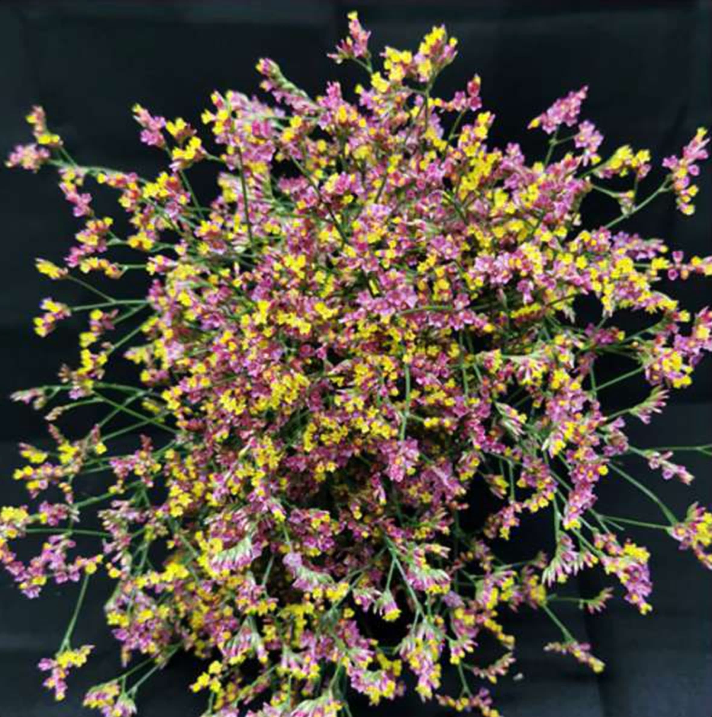 Limonium China Red, a pink & yellow limonium grown in Kenya for wholesale export