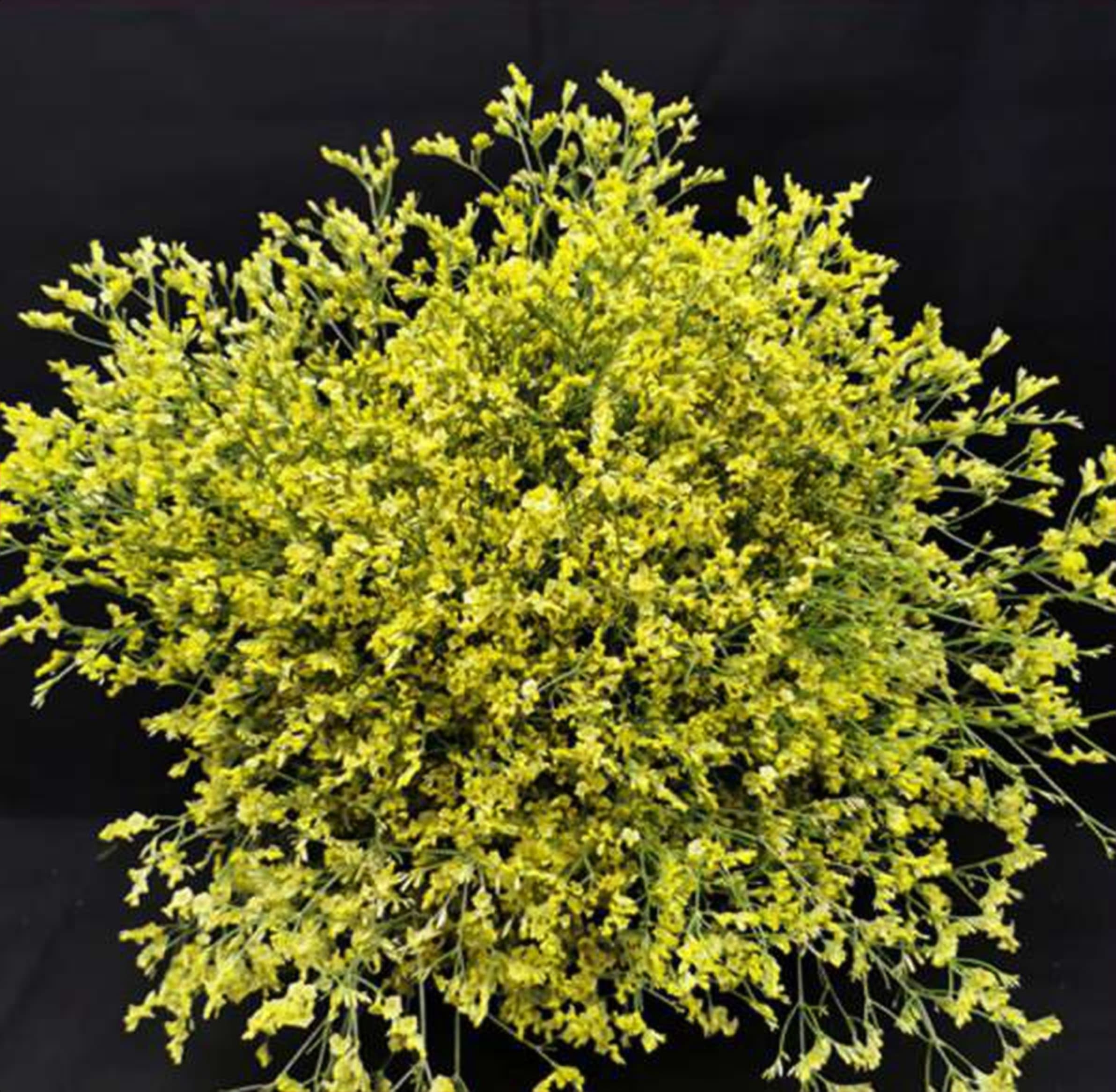 Limonium China Summer, a yellow limonium grown in Kenya for wholesale export