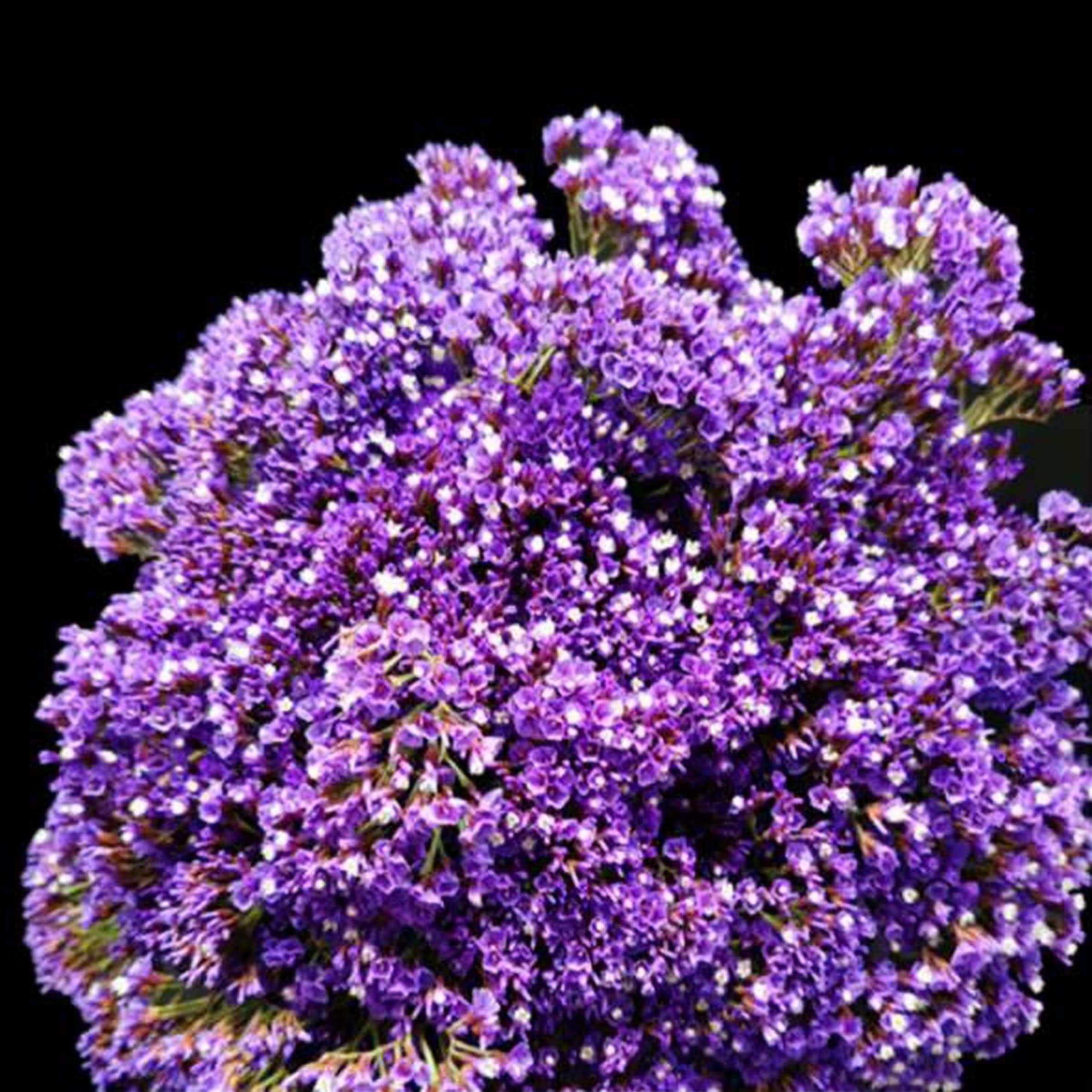 Limonium Perezi, a purple limonium grown in Kenya for wholesale export