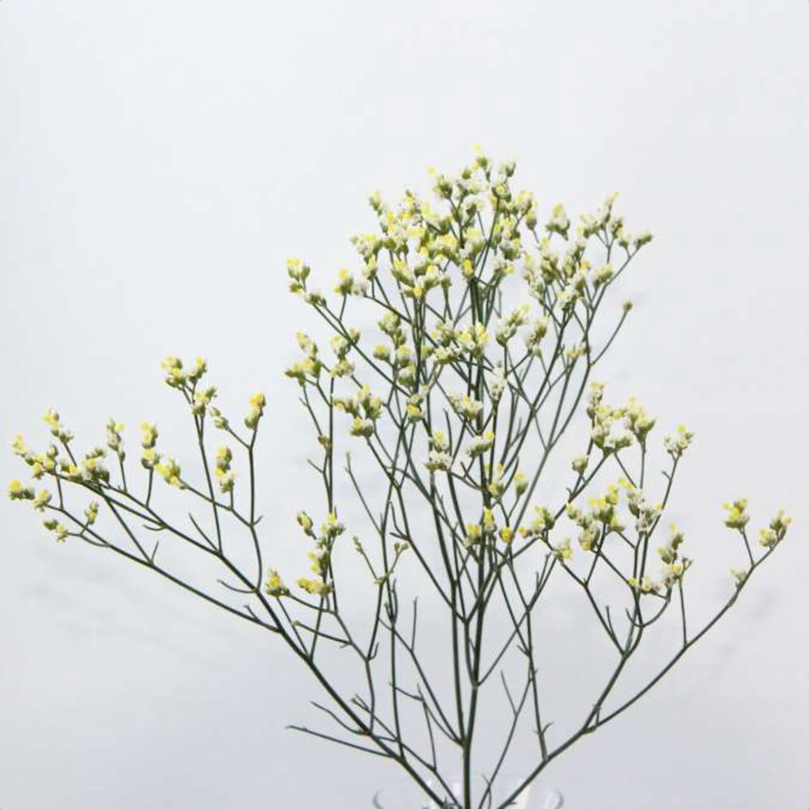 Limonium Pina Colada, a cream limonium grown in Kenya for wholesale export