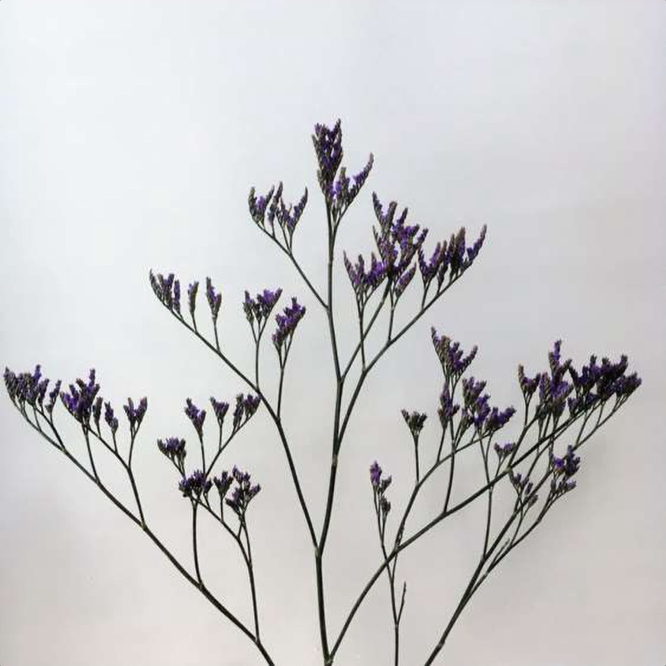 Limonium Safora Darkblue, a dark blue limonium grown in Kenya for wholesale export