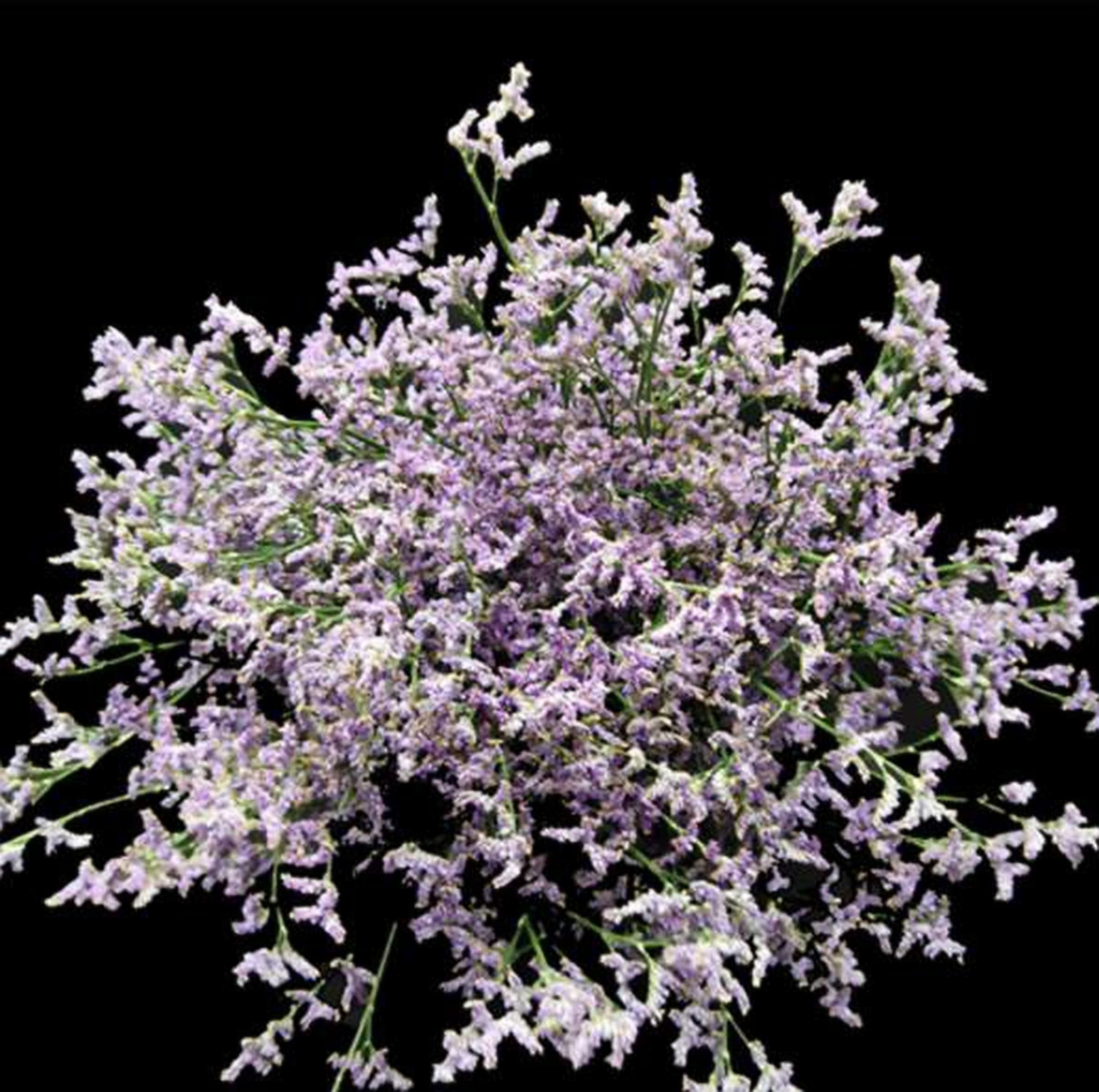 Limonium Skylight, a lavender limonium grown in Kenya for wholesale export