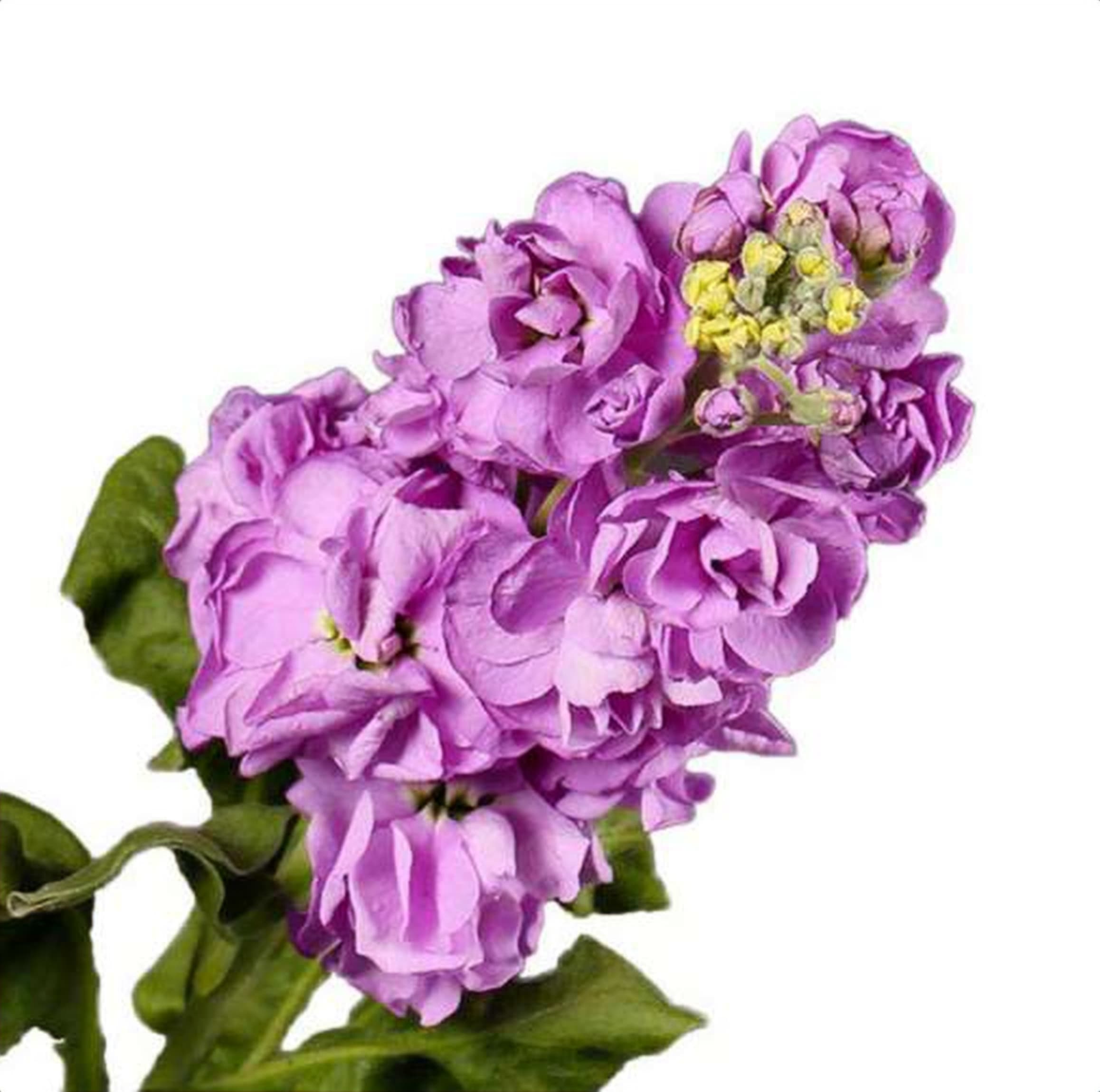Mathiola Figaro Lavender, a lavender mathiola (stock) grown in Kenya for wholesale export