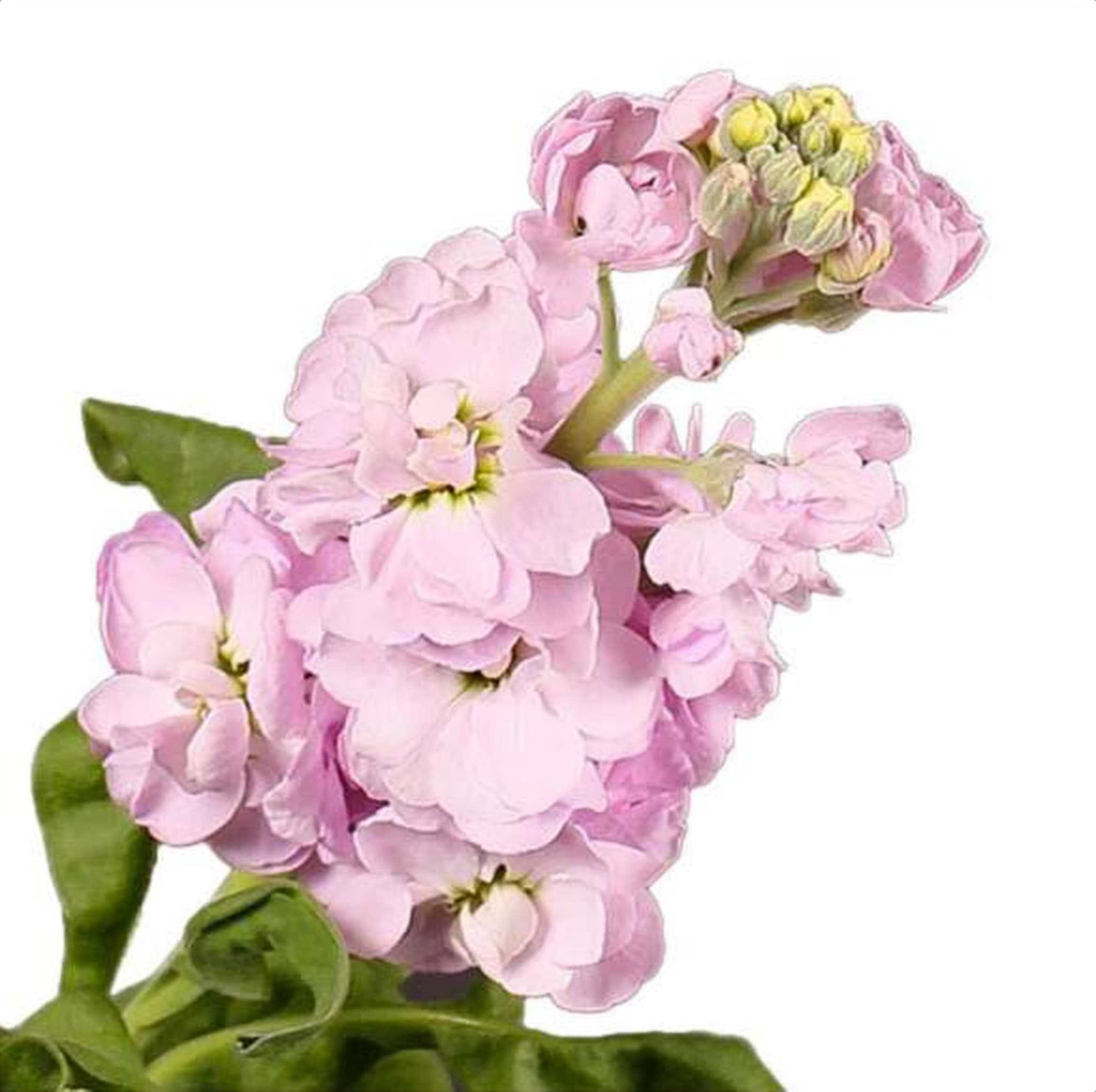 Mathiola Figaro Light Pink, a light pink mathiola (stock) grown in Kenya for wholesale export