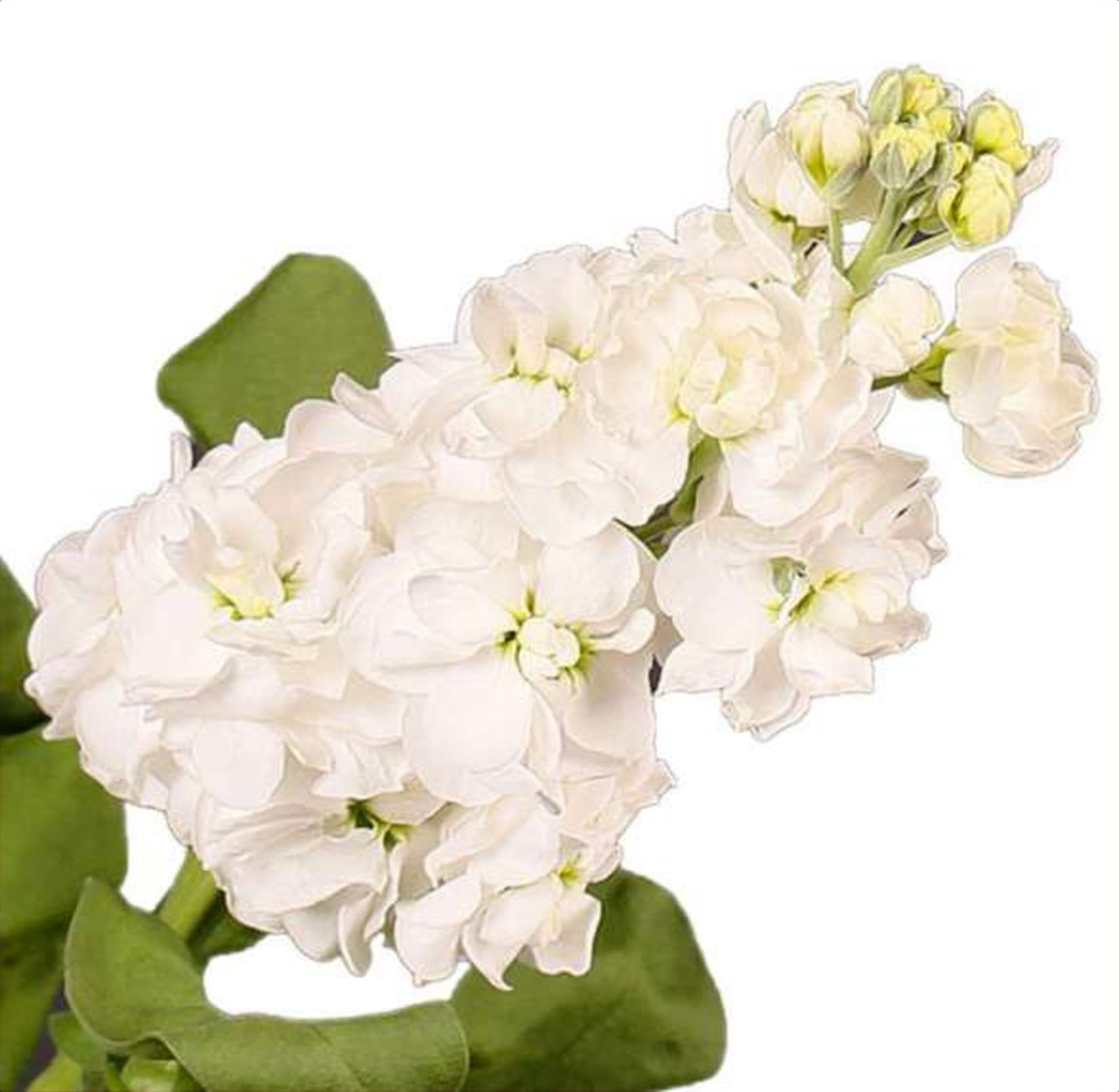 Mathiola Incana Aida, a white mathiola (stock) grown in Kenya for wholesale export