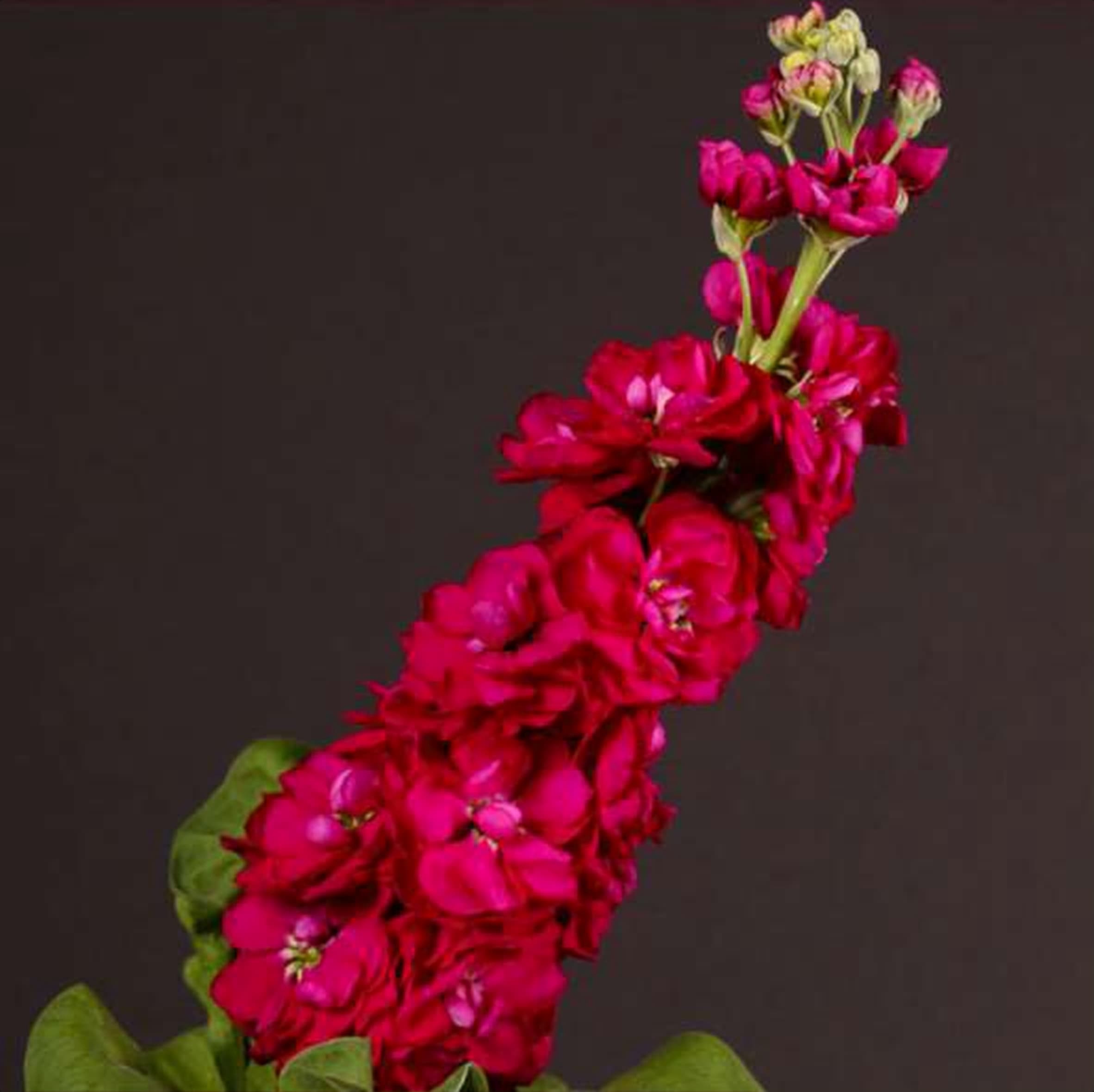 Mathiola Incana Centrum Red, a red mathiola (stock) grown in Kenya for wholesale export