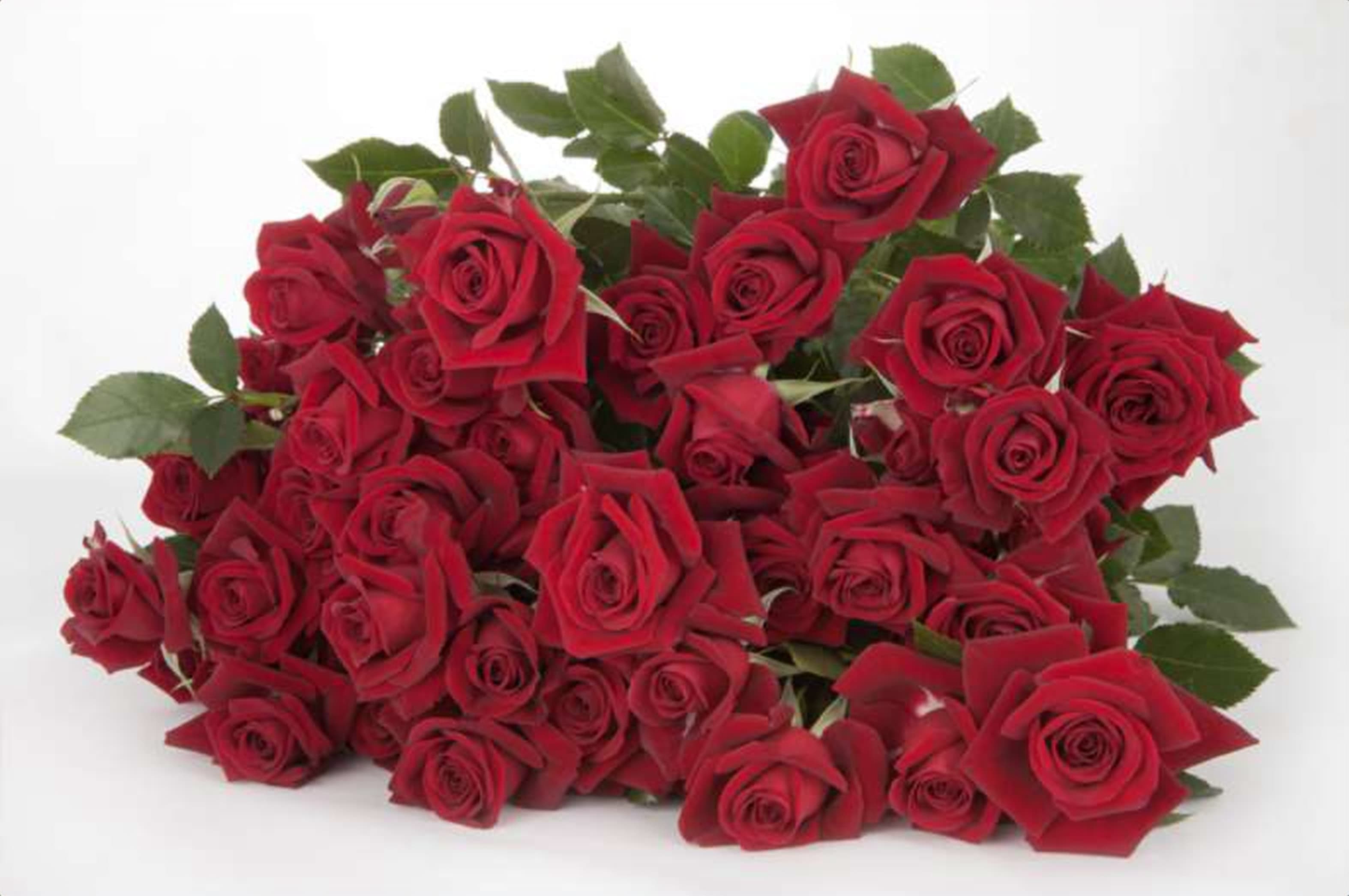 Rubicon, a red spray rose grown in Kenya for wholesale export