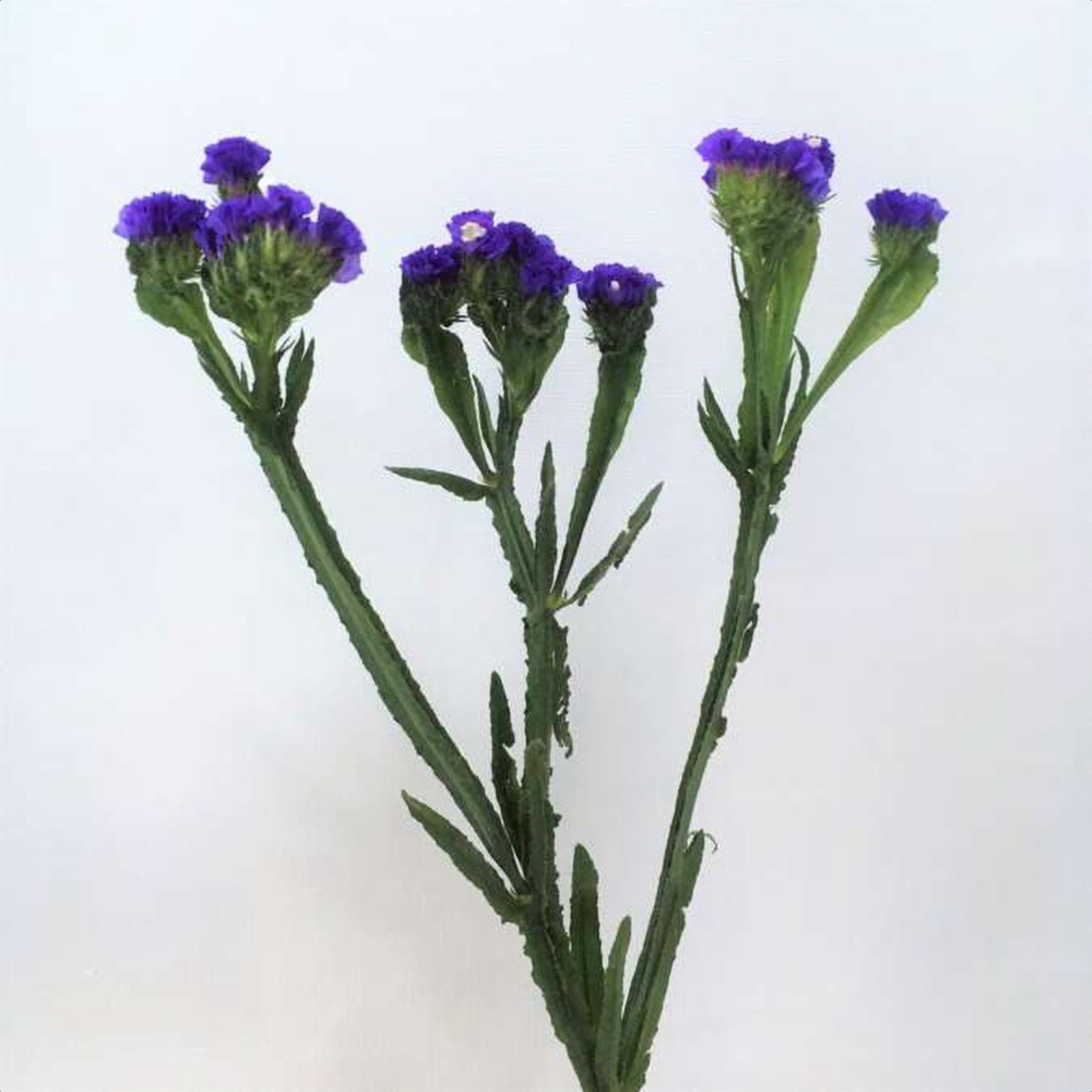 Statice Crystal Darkblue, a dark blue statice grown in Kenya for wholesale export