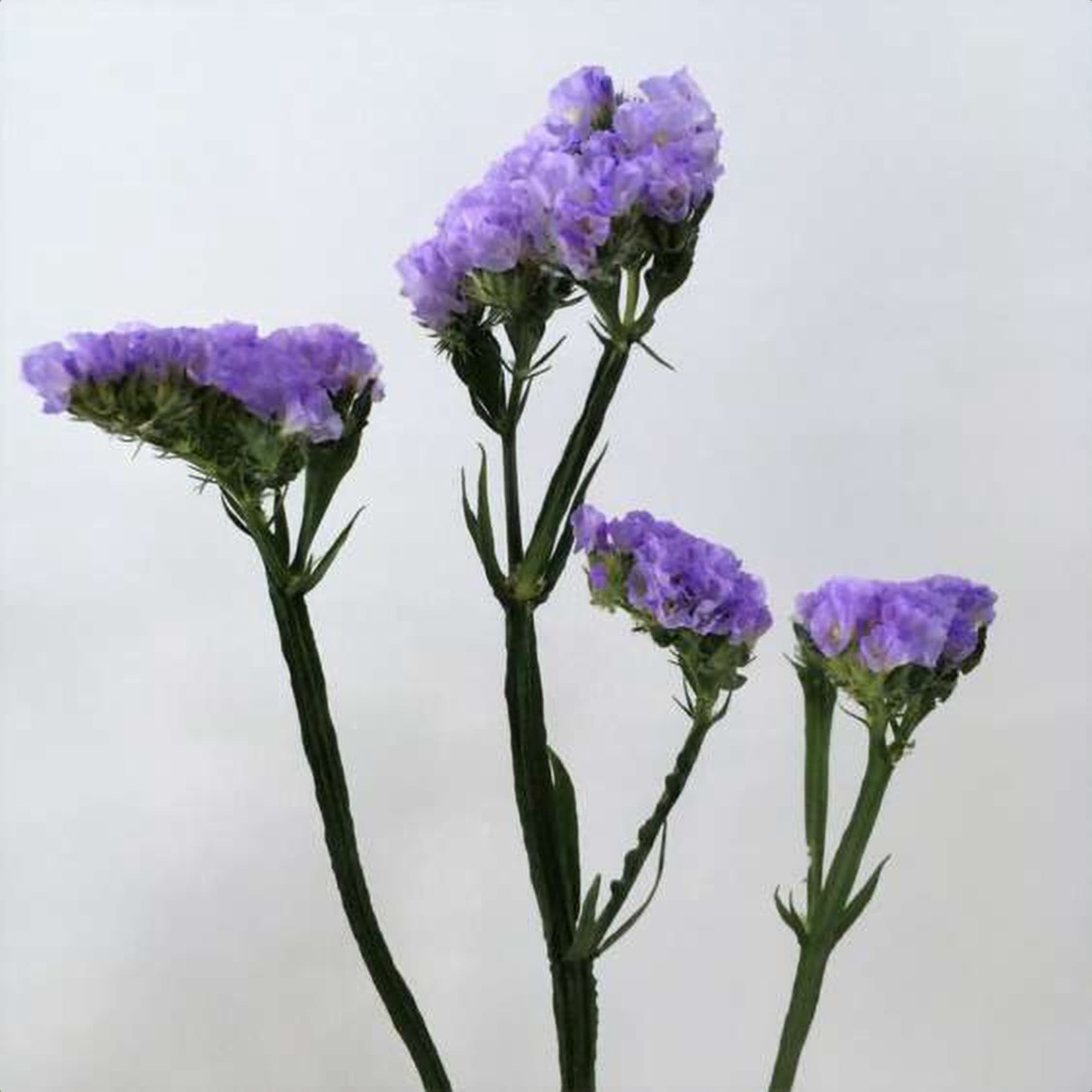 Statice Crystal Skyblue, a sky blue statice grown in Kenya for wholesale export