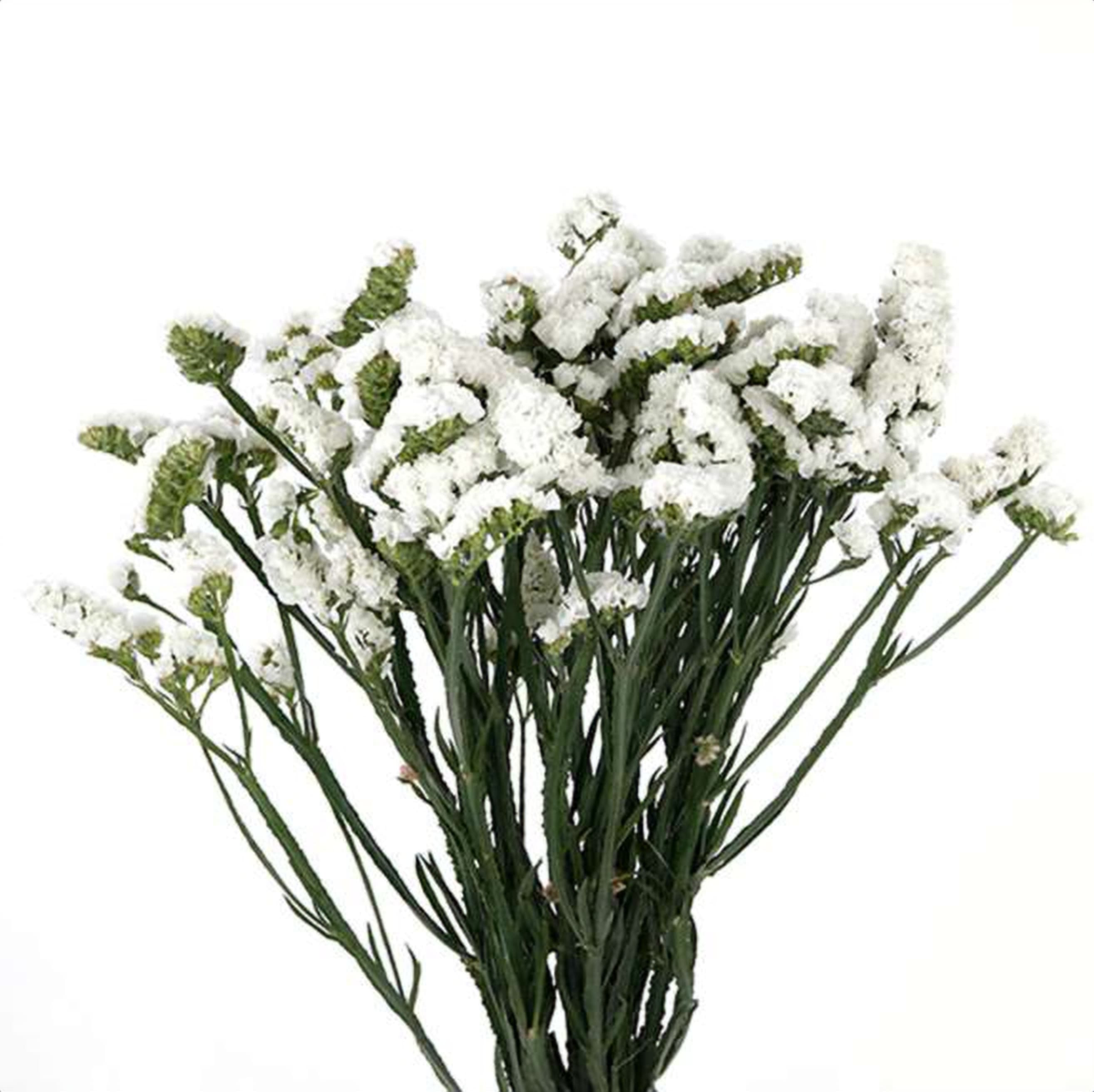 Statice White, a white statice grown in Kenya for wholesale export