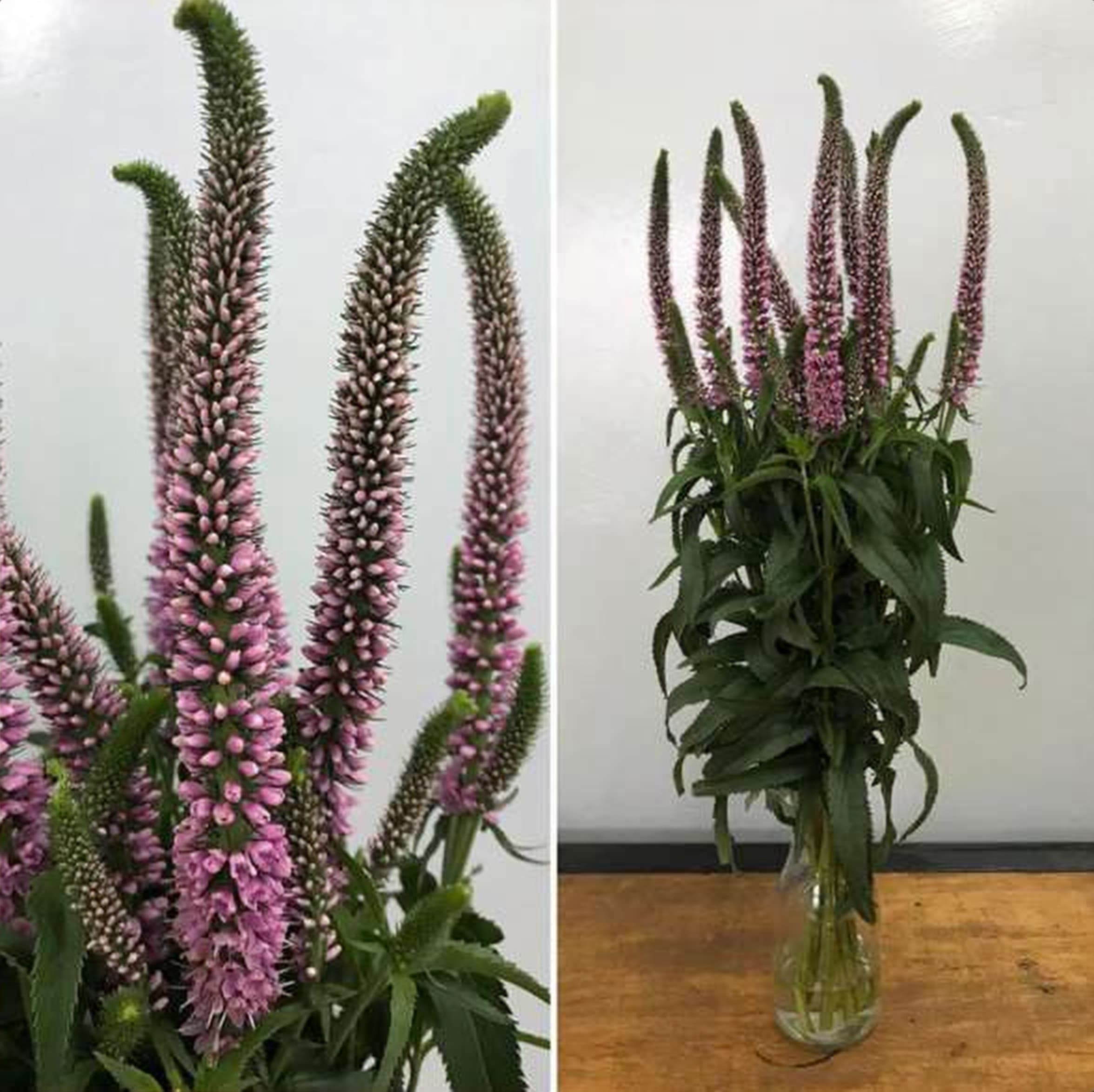 Veronica Pink, a pink veronica grown in Kenya for wholesale export