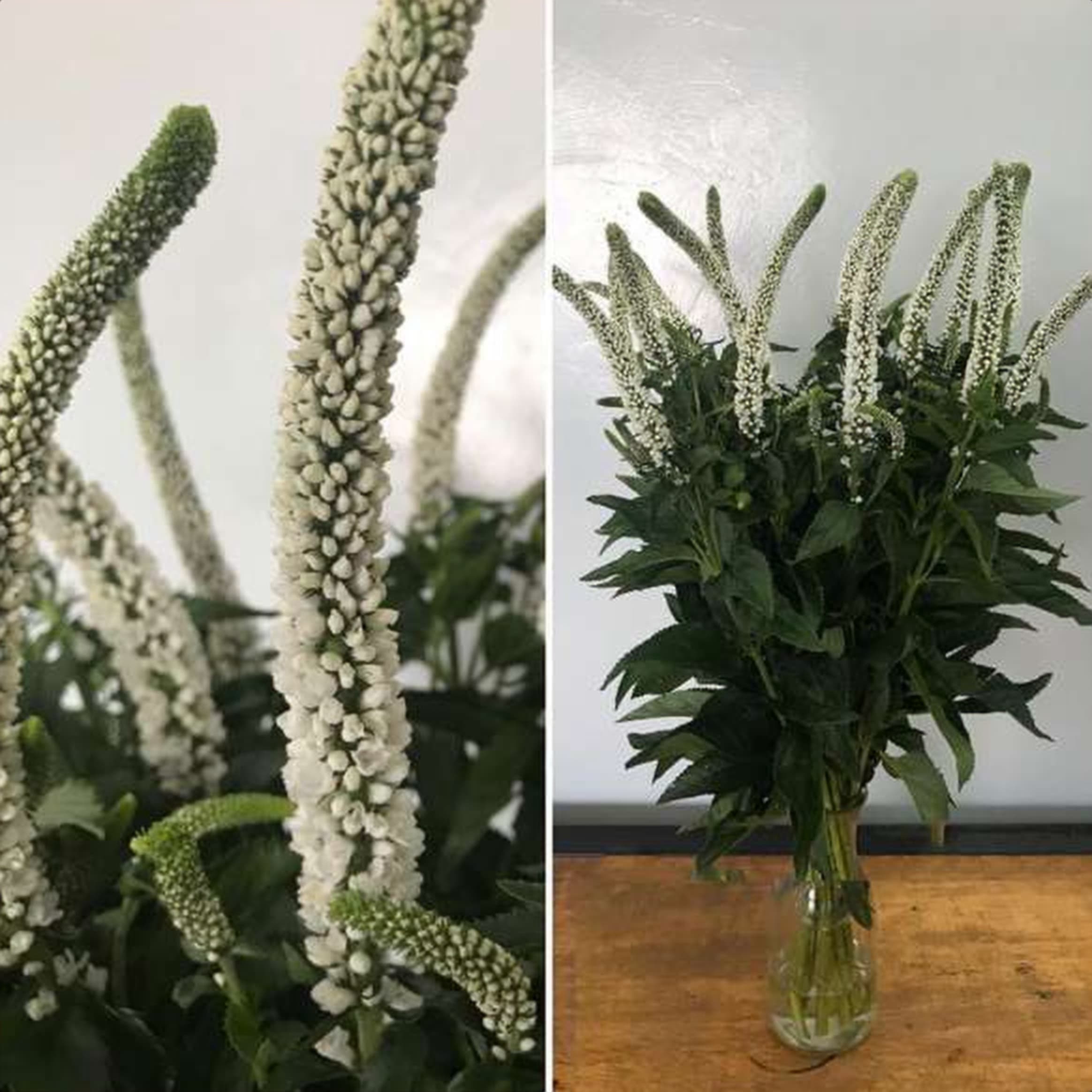 Veronica White, a white veronica grown in Kenya for wholesale export