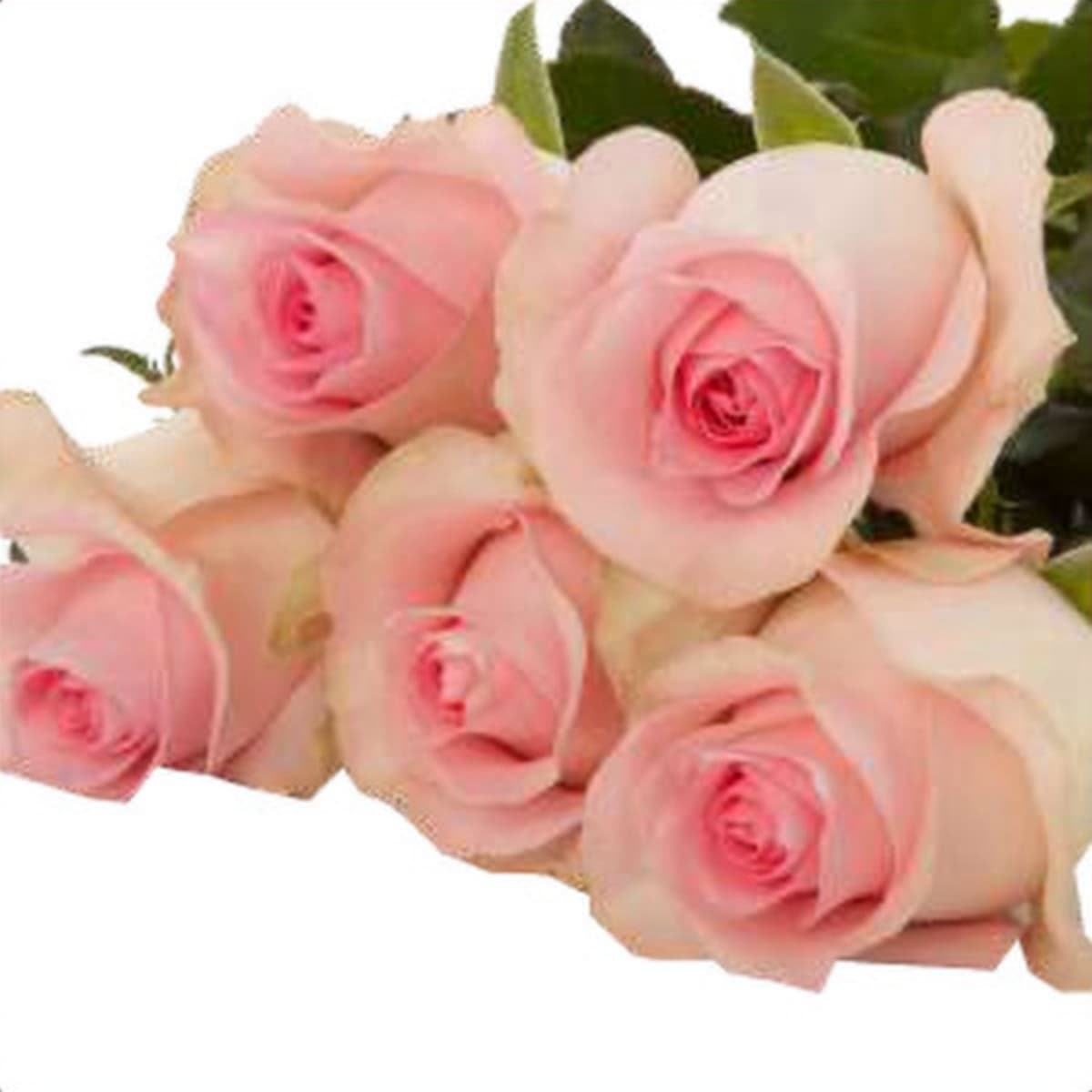 Ace Pink, a pink single-head rose grown in Kenya for wholesale export