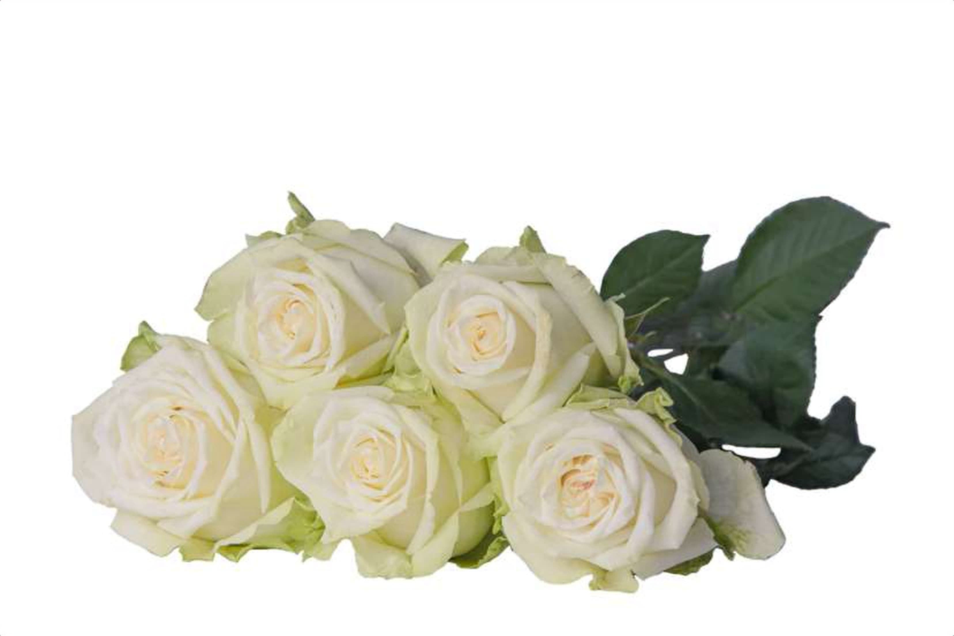 Adalonia, a white single-head rose grown in Kenya for wholesale export