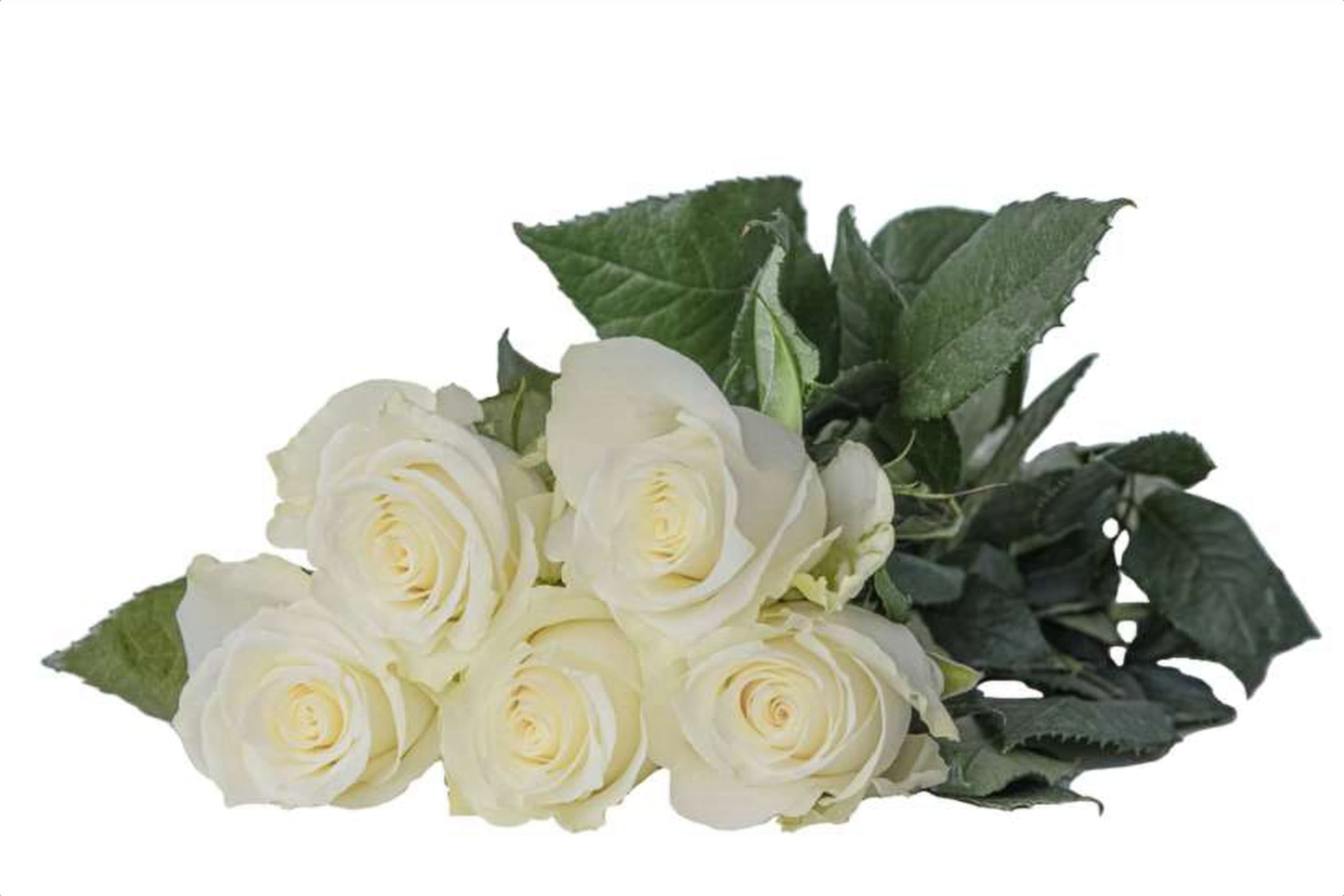 Albatros, a white single-head rose grown in Kenya for wholesale export