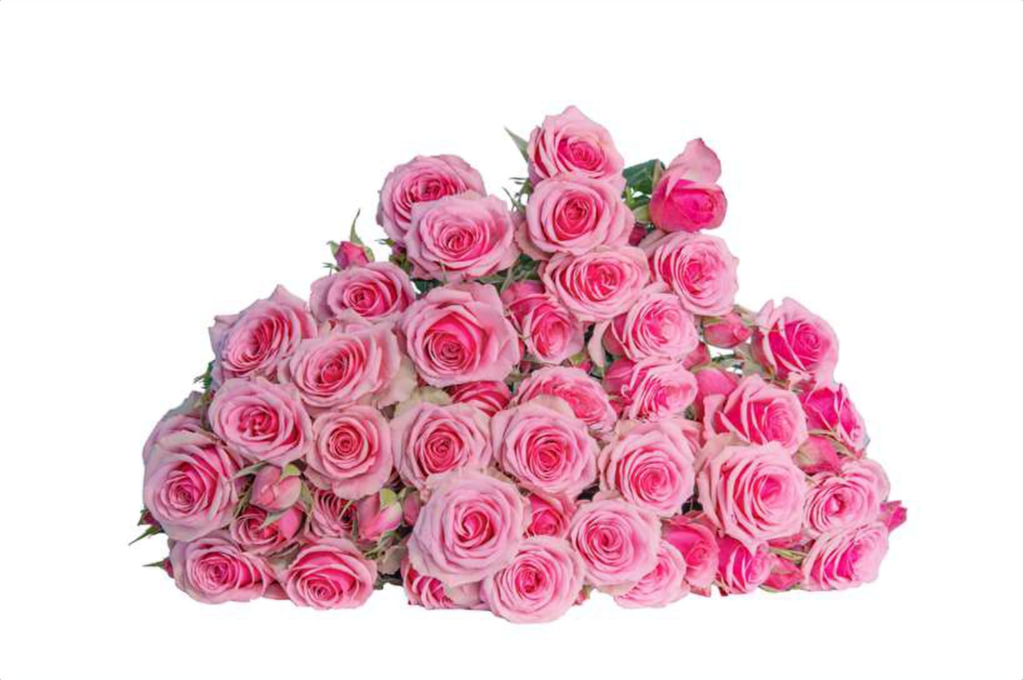 Alexine, a cerise spray rose grown in Kenya for wholesale export