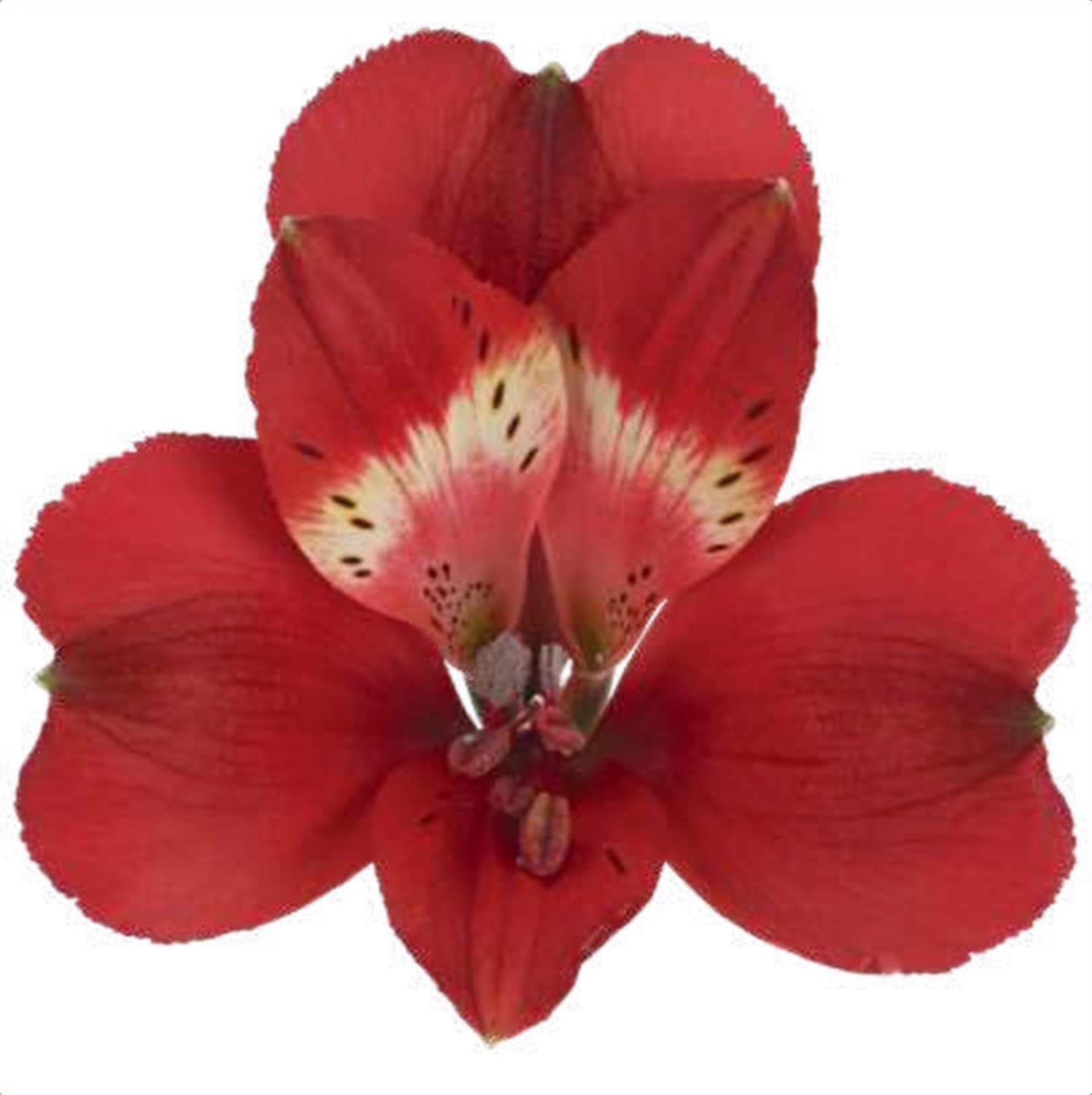 Alstroemeria Rumba, a red alstroemeria grown in Kenya for wholesale export