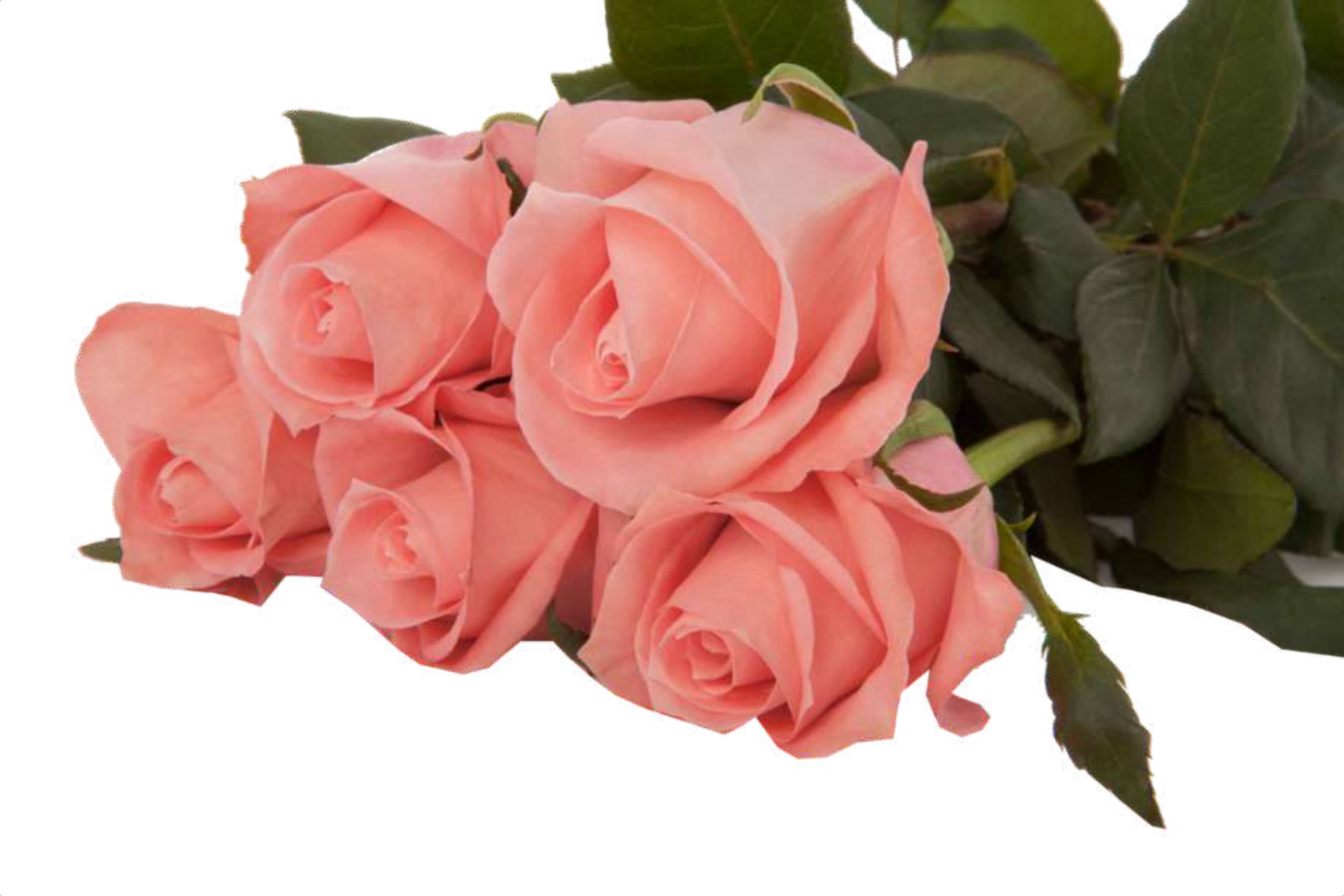 Annakarina, a pink single-head rose grown in Kenya for wholesale export