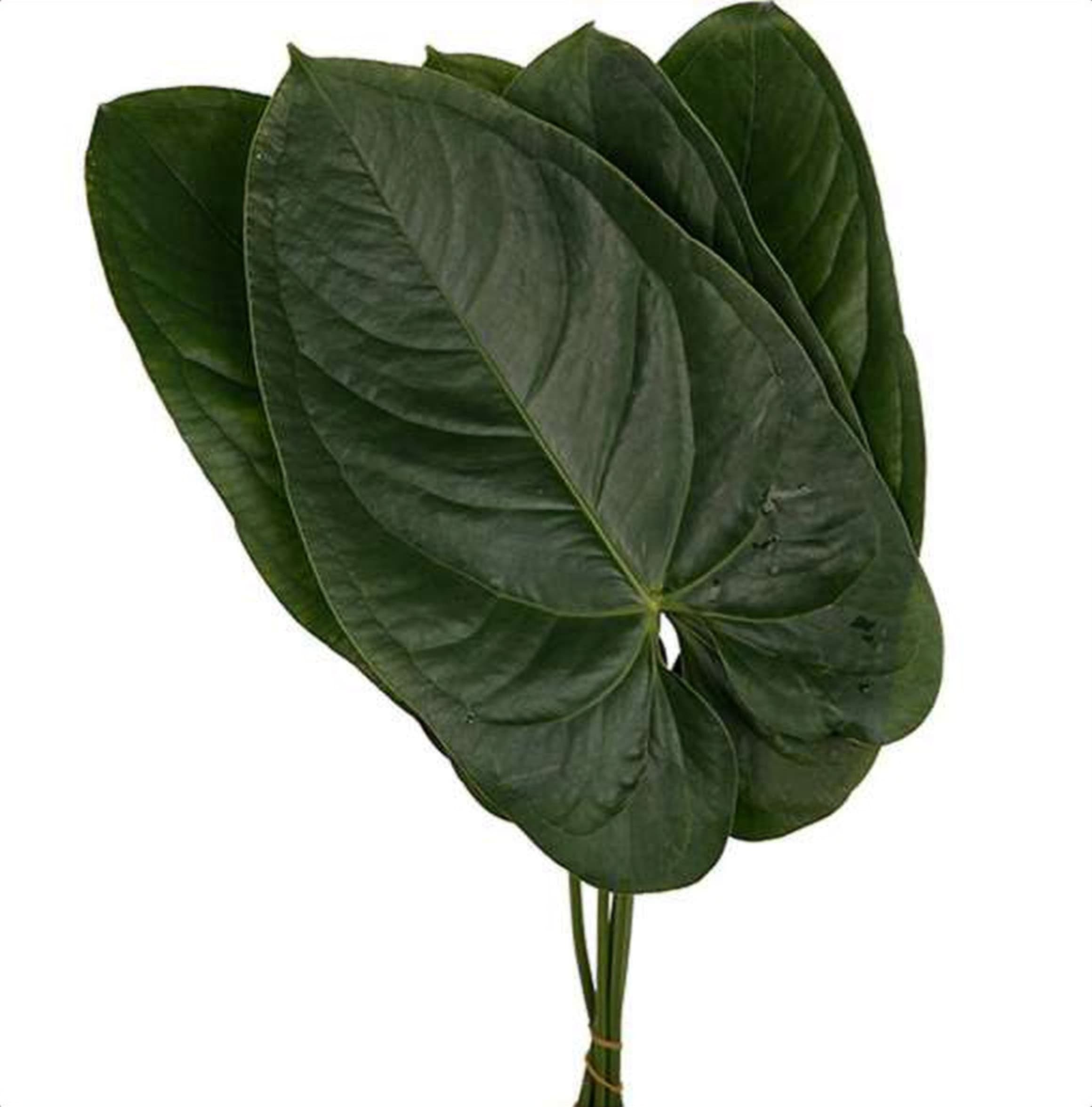 Anthurium Leaves, a green foliage grown in Kenya for wholesale export