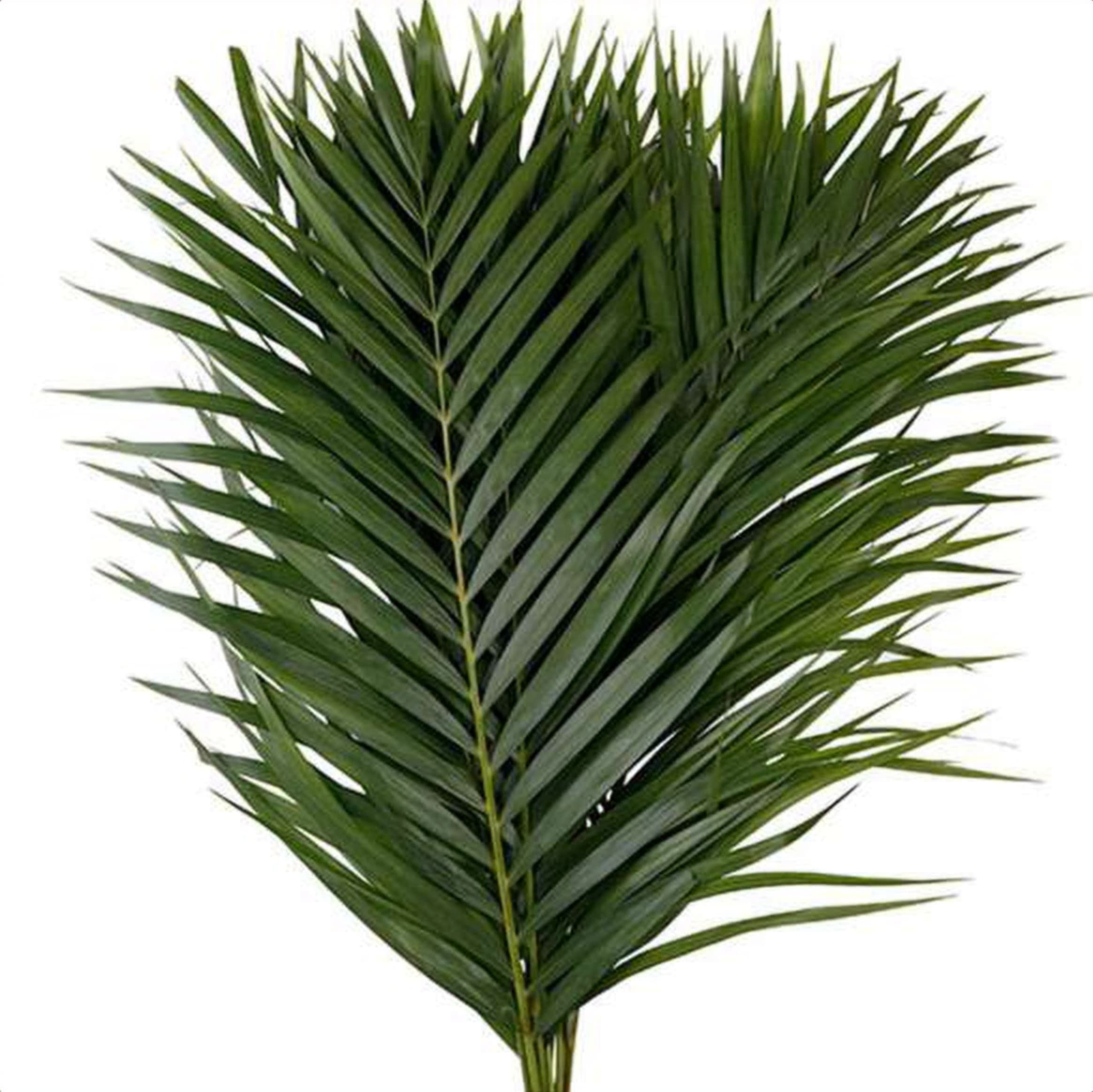 Areca Palm Leaves, a green foliage grown in Kenya for wholesale export