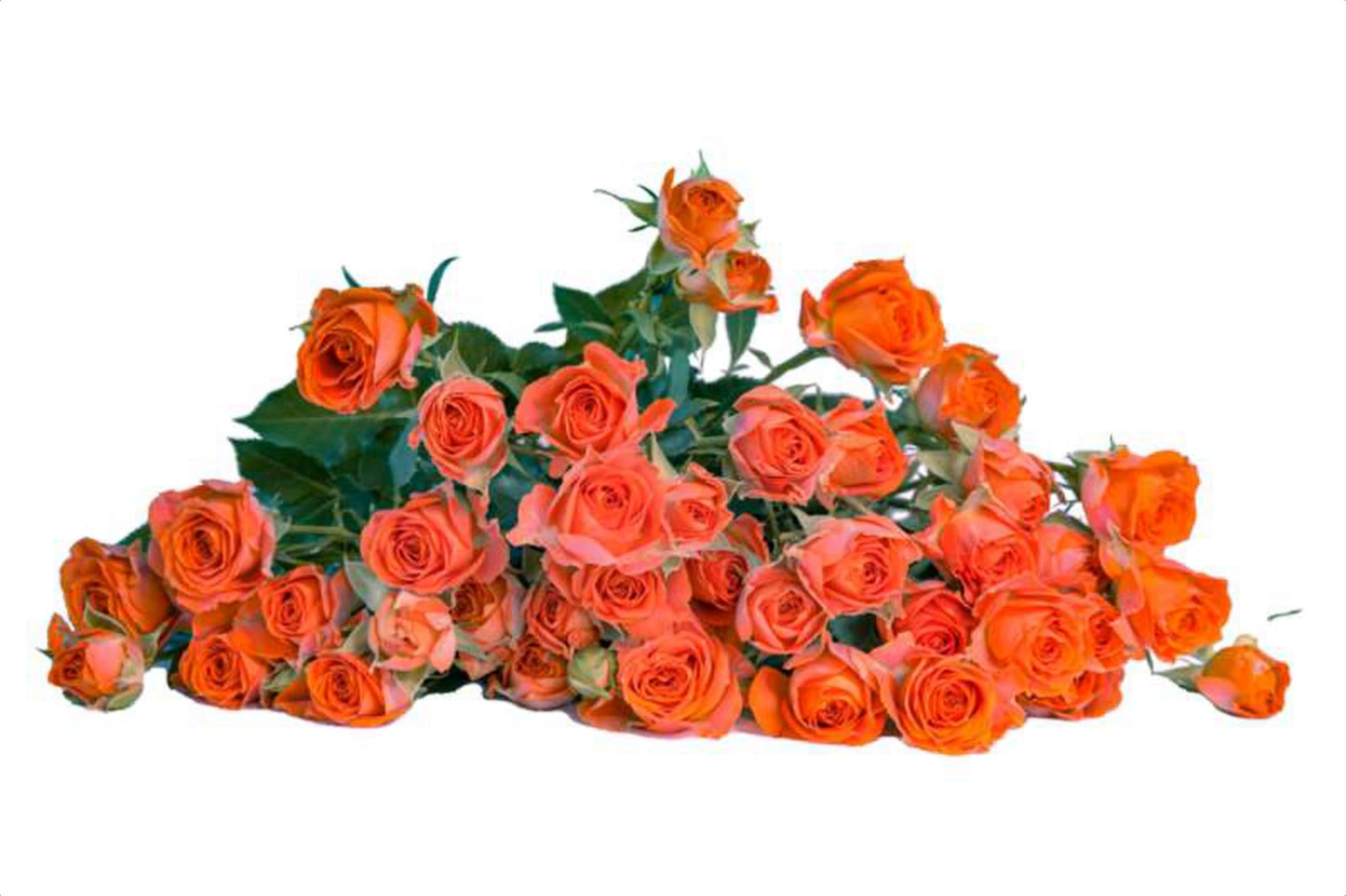 Ariya, a orange spray rose grown in Kenya for wholesale export