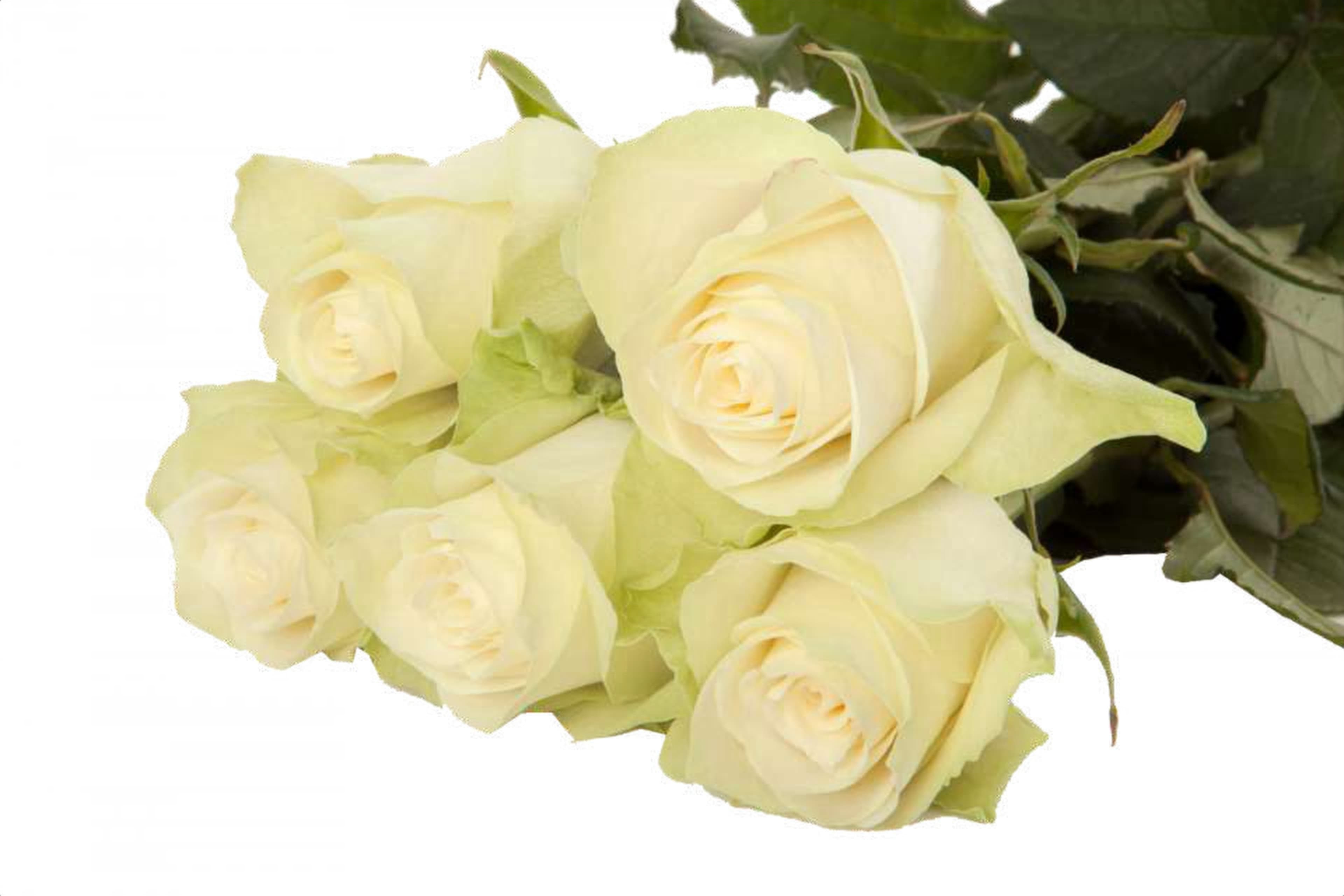 Athena, a white single-head rose grown in Kenya for wholesale export