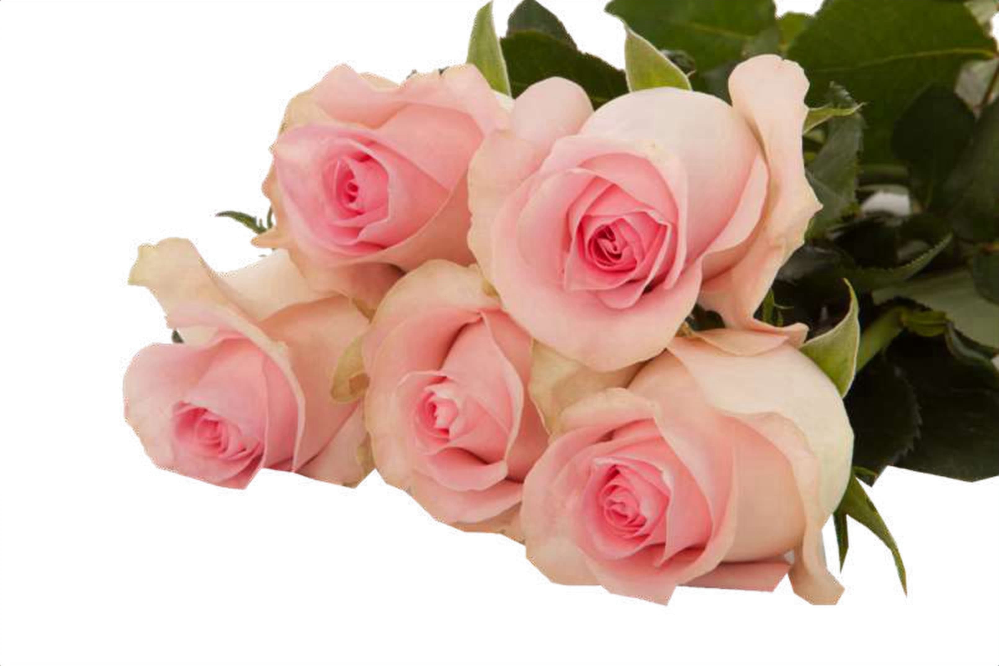 Baby Love, a baby pink single-head rose grown in Kenya for wholesale export