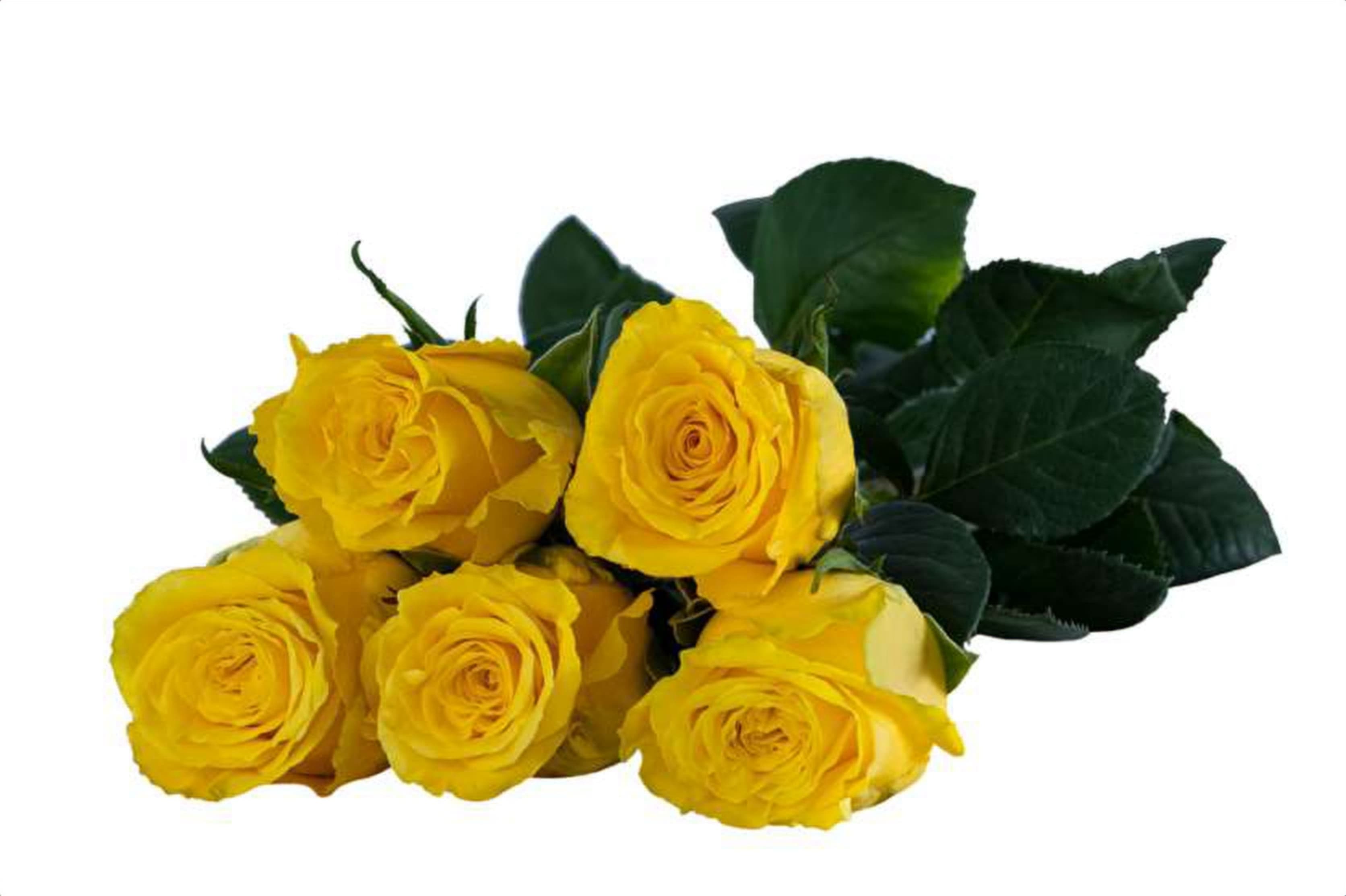 Bahama, a yellow single-head rose grown in Kenya for wholesale export