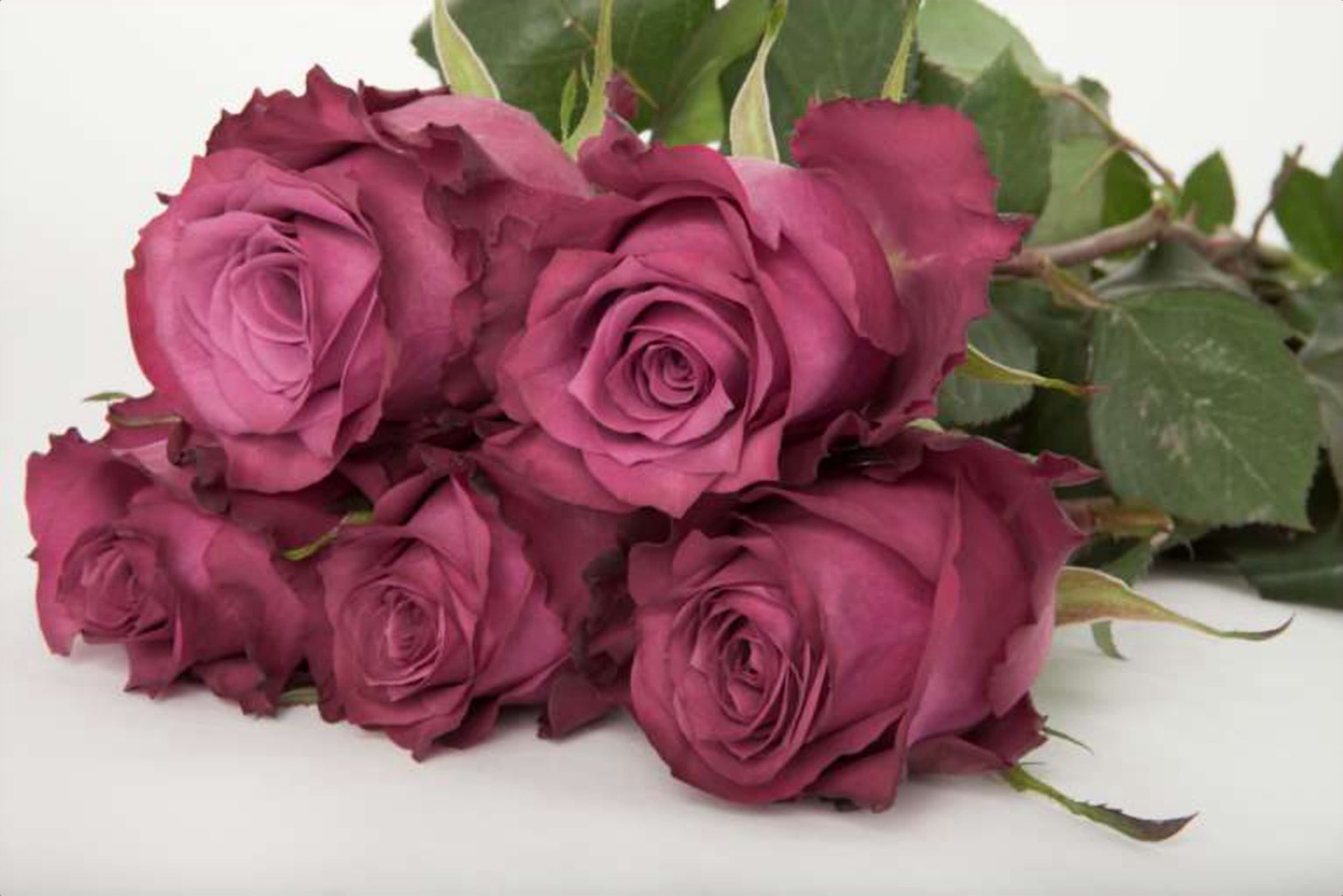 Blue Berry, a pink single-head rose grown in Kenya for wholesale export
