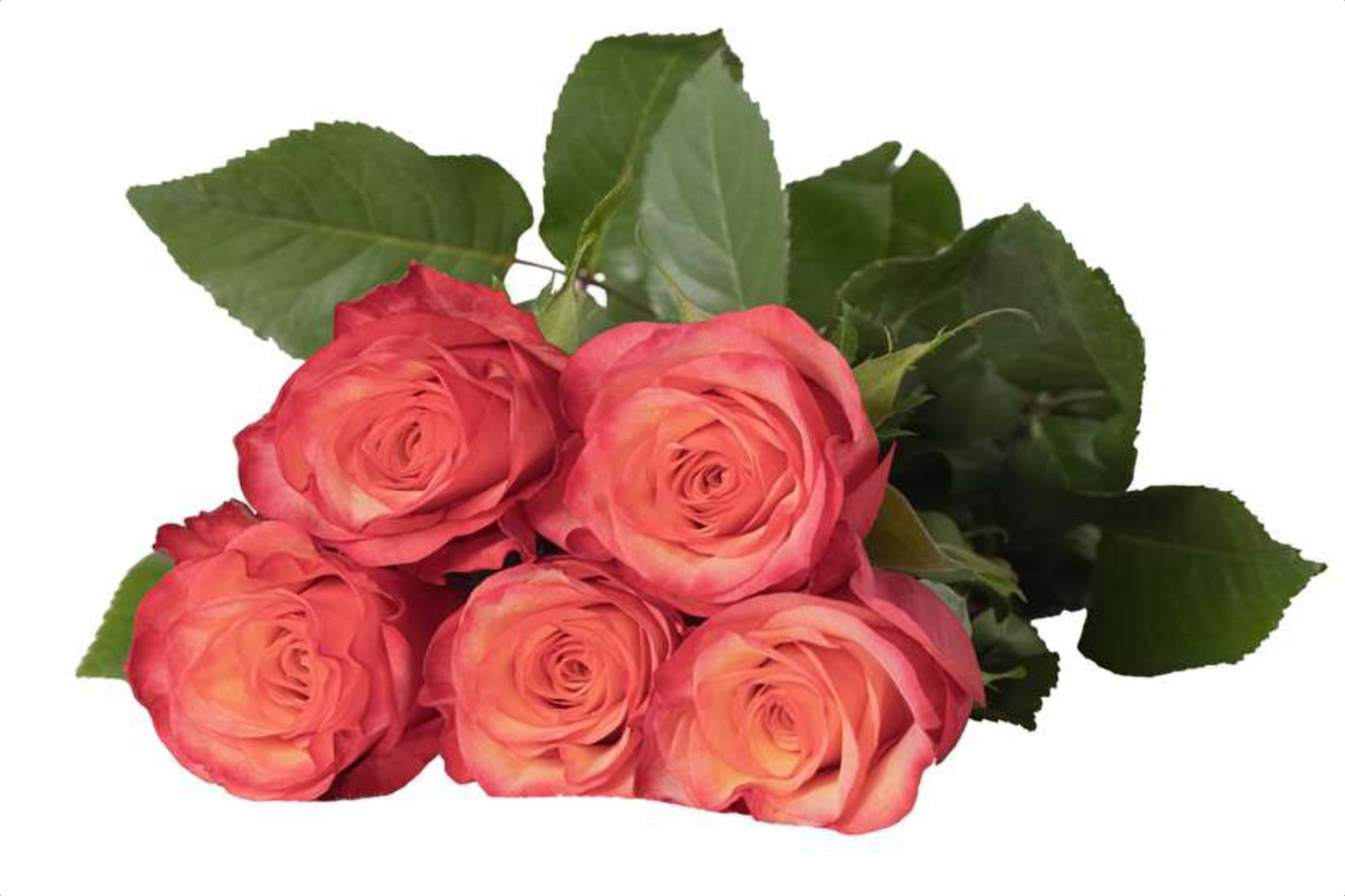 Bogart BB, a orange single-head rose grown in Kenya for wholesale export