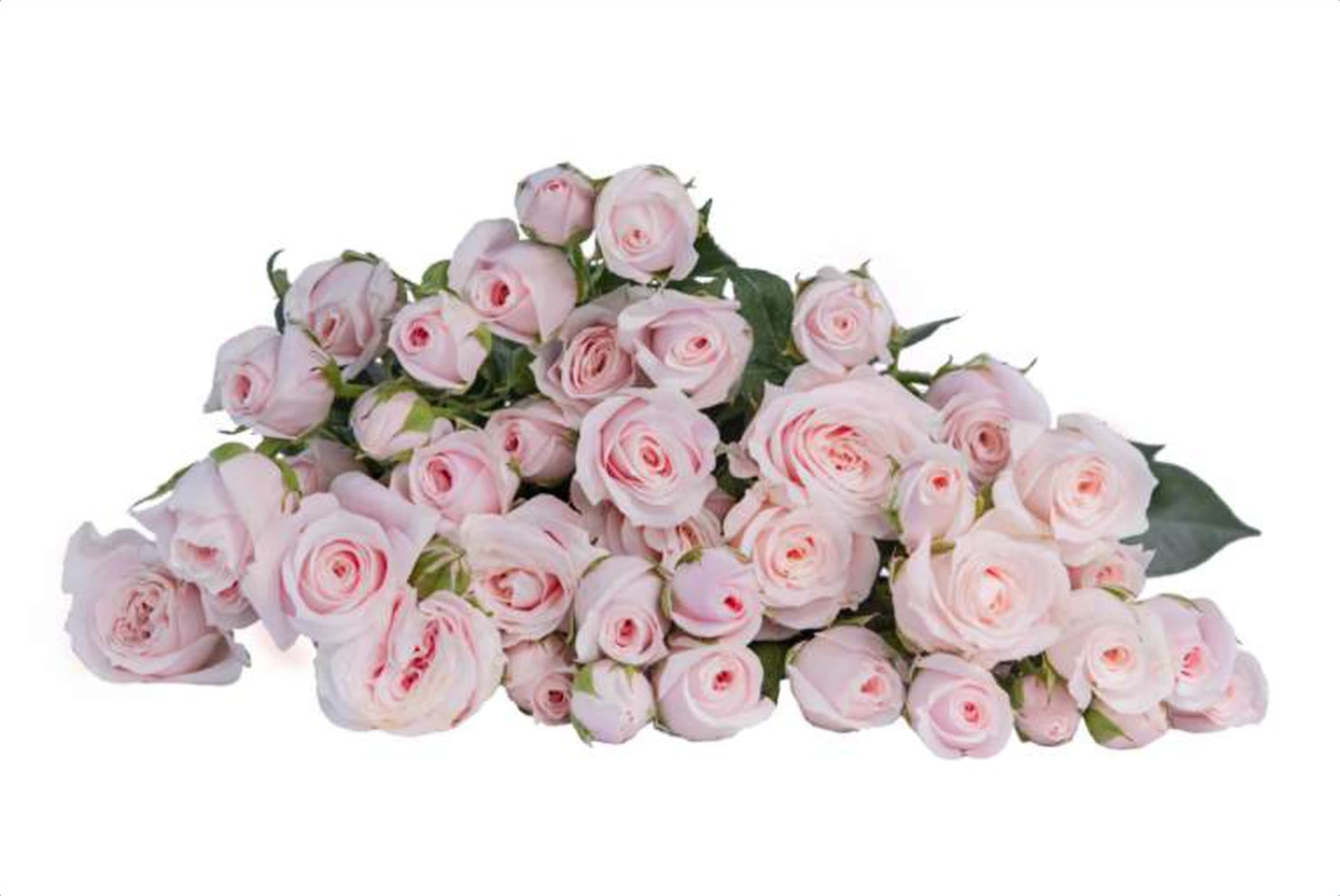 Bubble Pink, a pink spray rose grown in Kenya for wholesale export