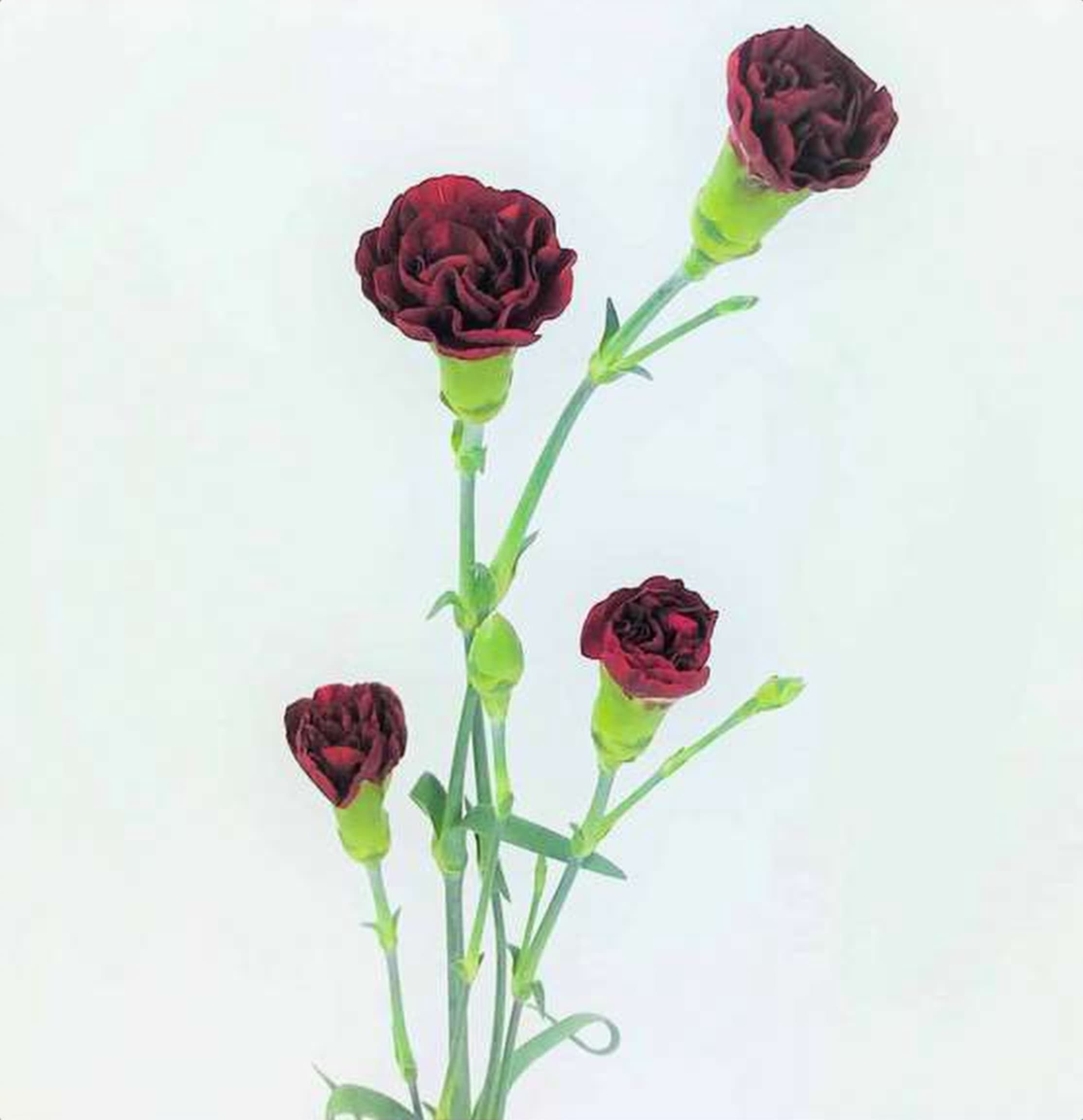 Burgundy Spray Carnation, a burgundy spray carnation grown in Kenya for wholesale export