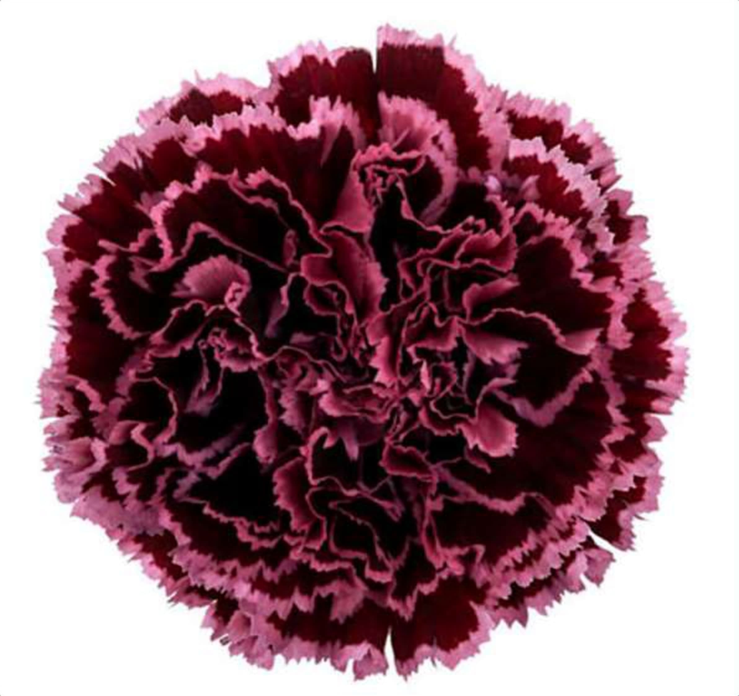 Burgundy Std Carnation, a burgundy standard carnation grown in Kenya for wholesale export