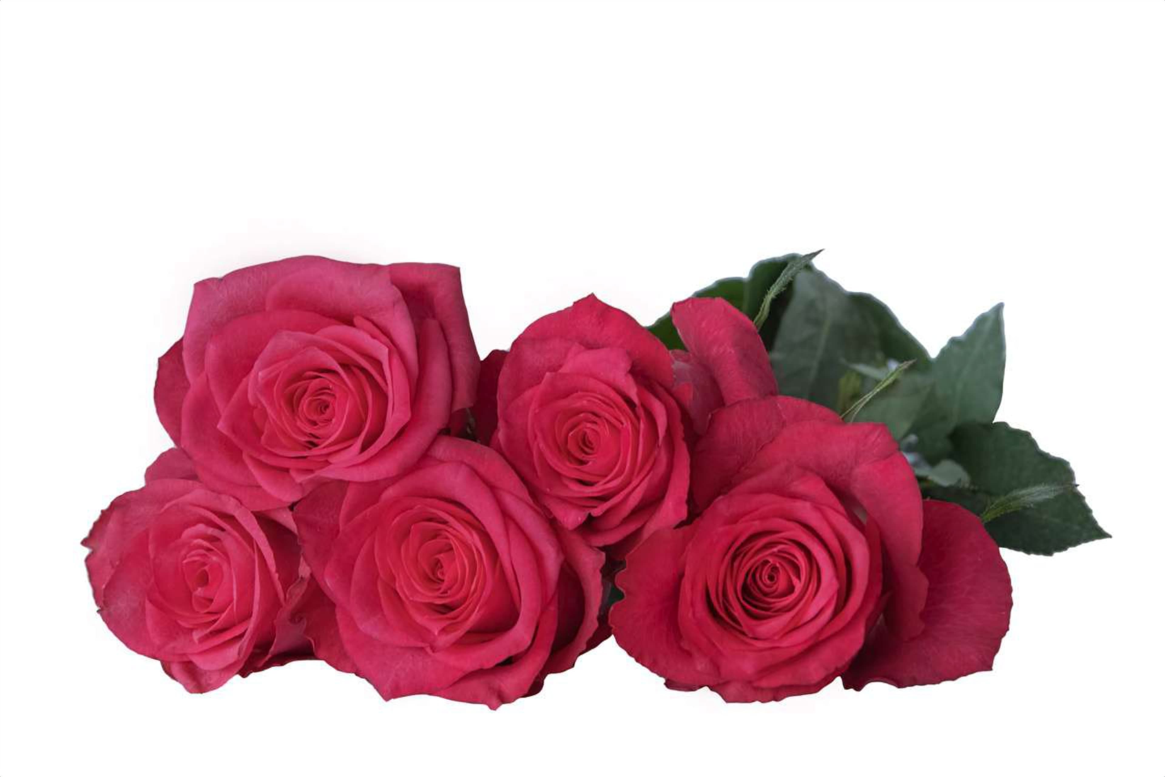 Candidate, a pink single-head rose grown in Kenya for wholesale export
