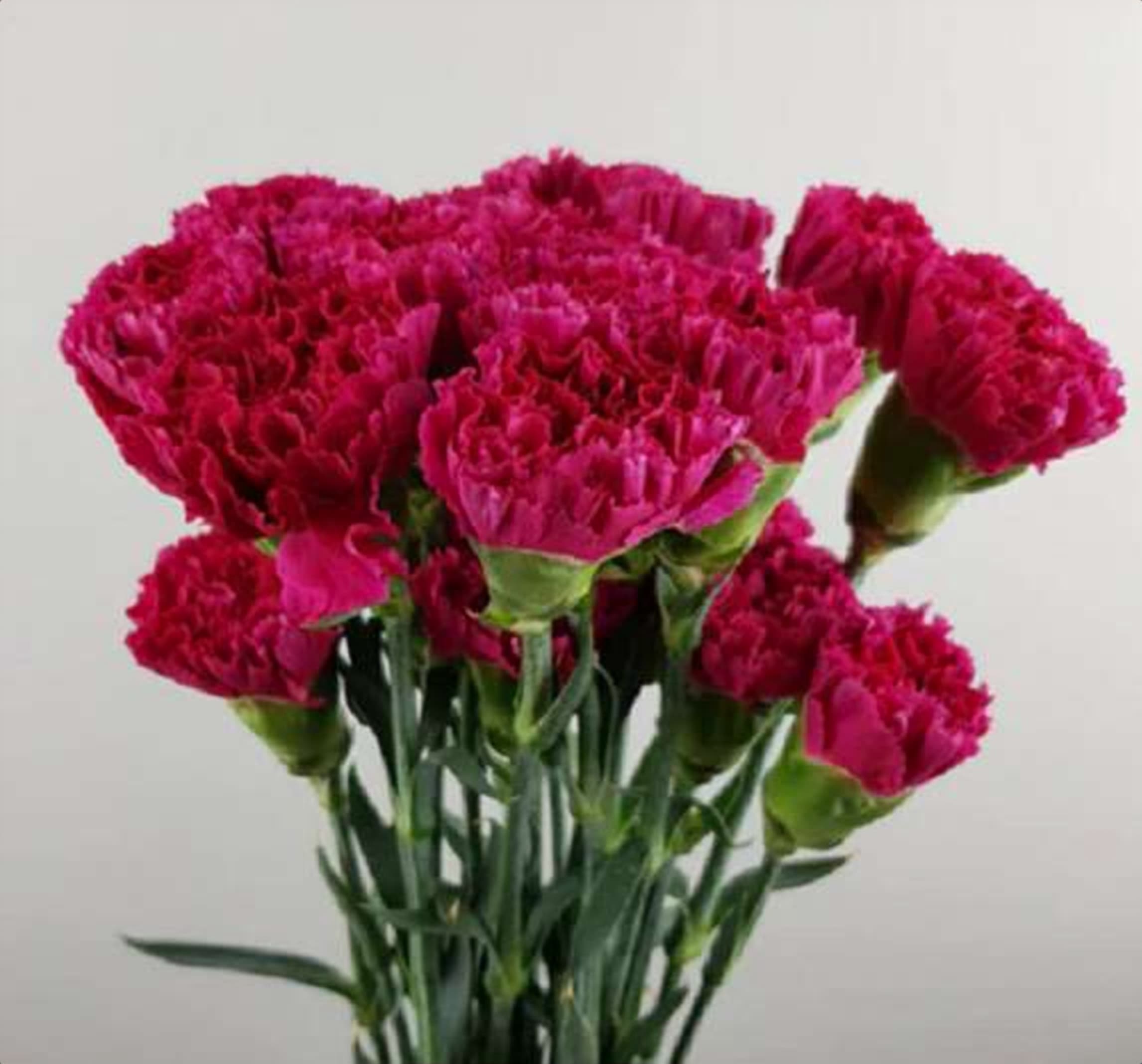 Cerise Std Carnation, a cerise standard carnation grown in Kenya for wholesale export