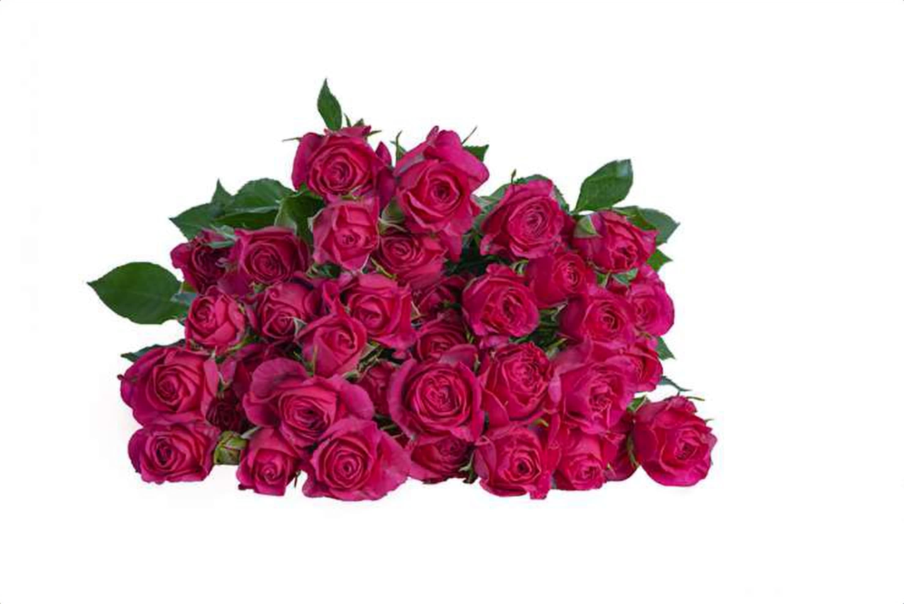 Cheyenne, a cerise spray rose grown in Kenya for wholesale export