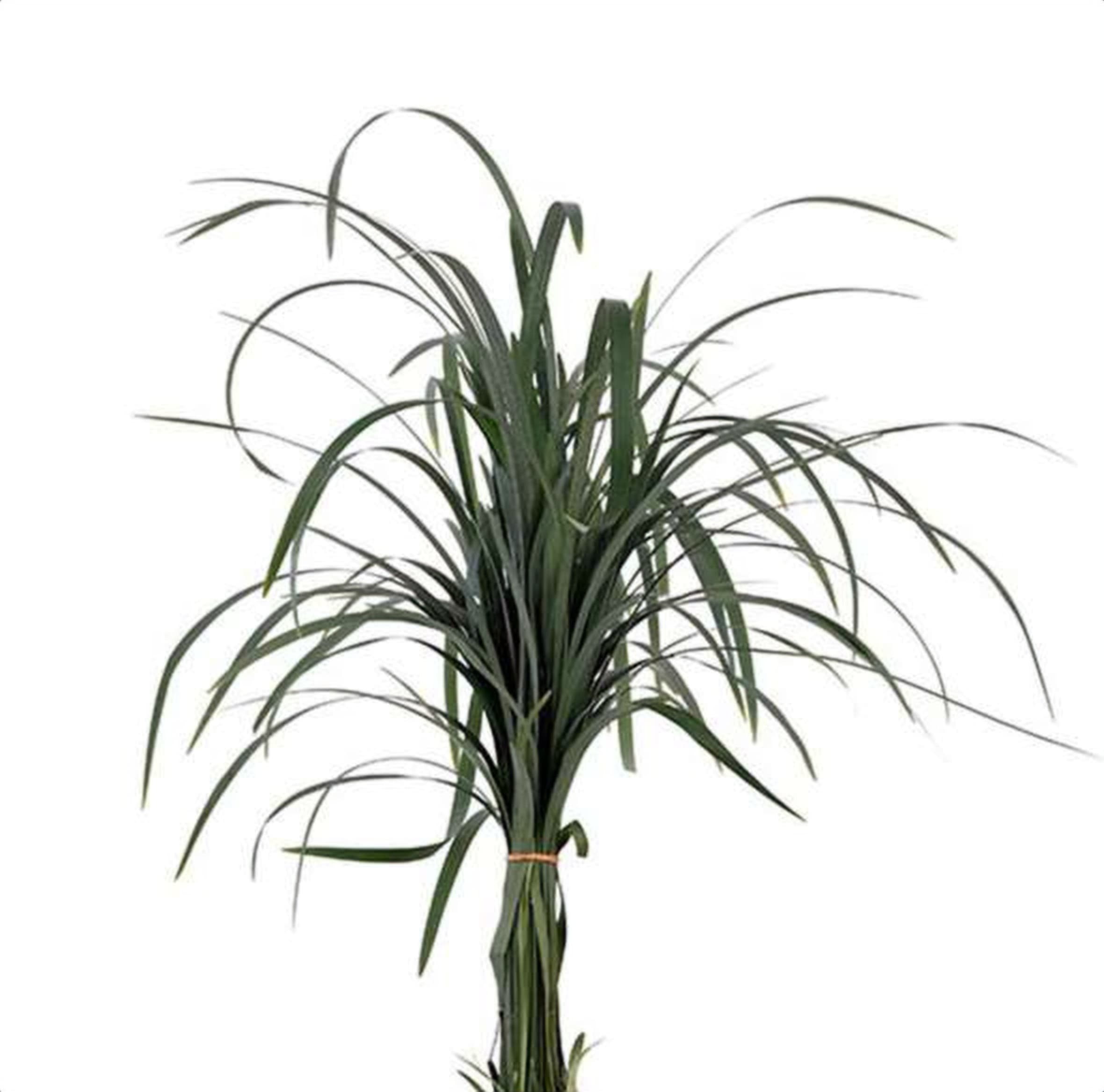 China Grass, a green foliage grown in Kenya for wholesale export