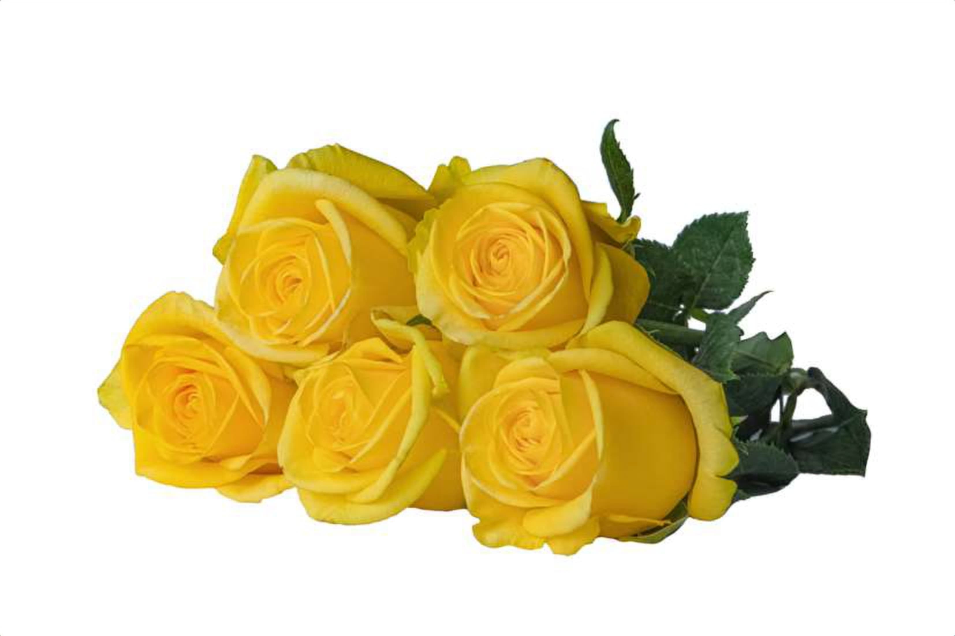 Cleopatra, a yellow single-head rose grown in Kenya for wholesale export