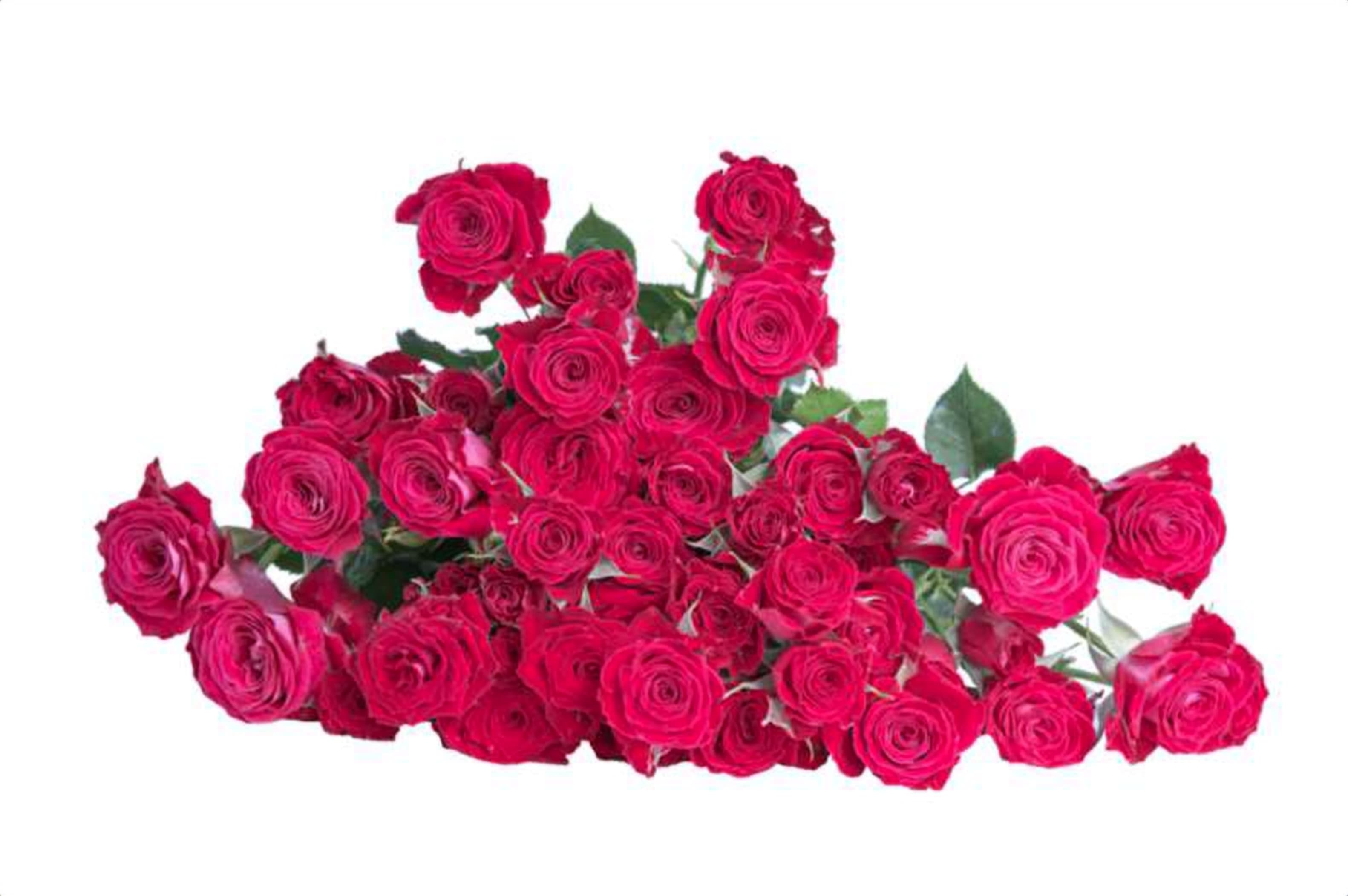 Colleen, a cerise spray rose grown in Kenya for wholesale export