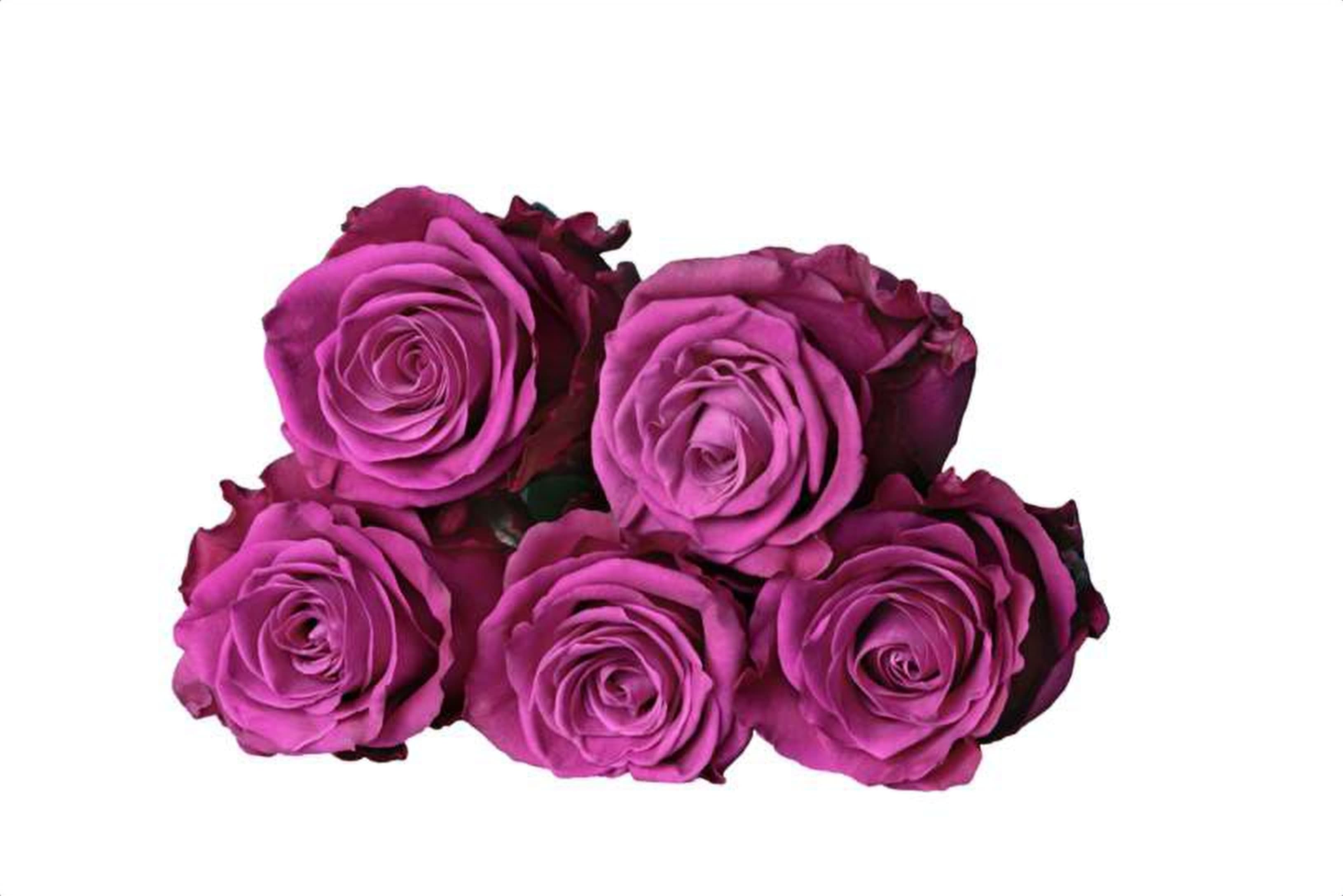 Cool Blue, a purple single-head rose grown in Kenya for wholesale export