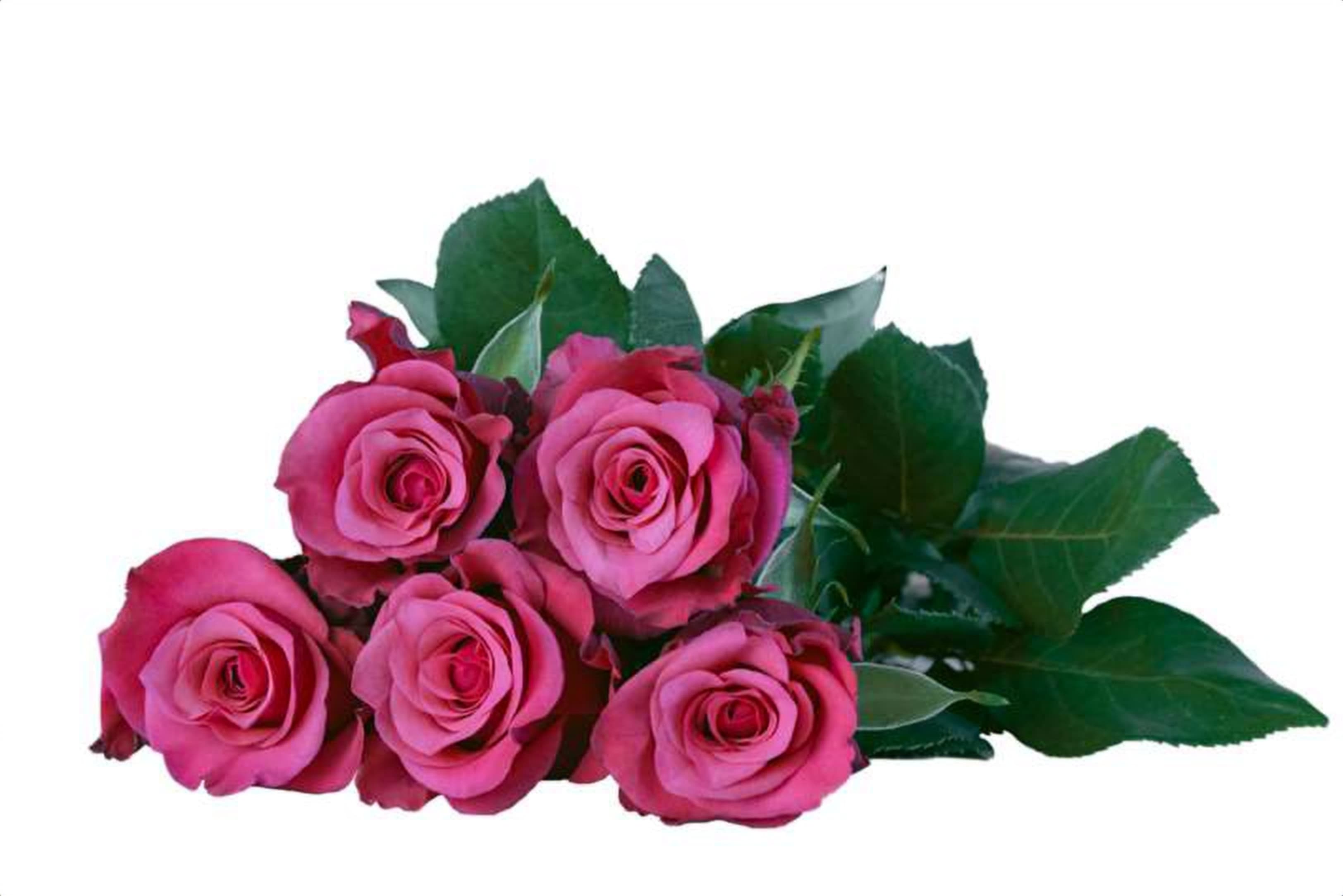 Cool Breeze, a pink single-head rose grown in Kenya for wholesale export