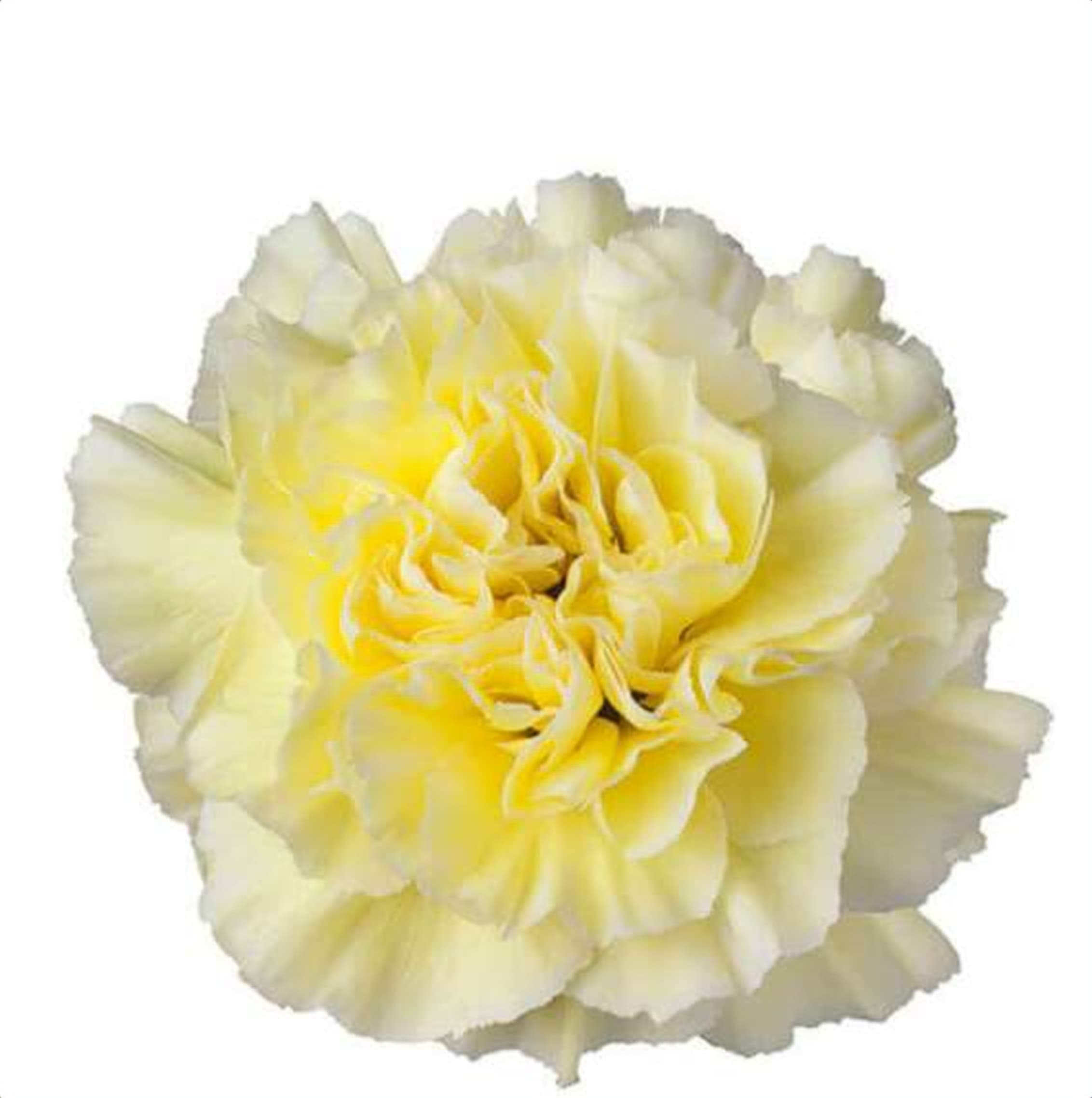 Cream Std Carnation, a cream standard carnation grown in Kenya for wholesale export