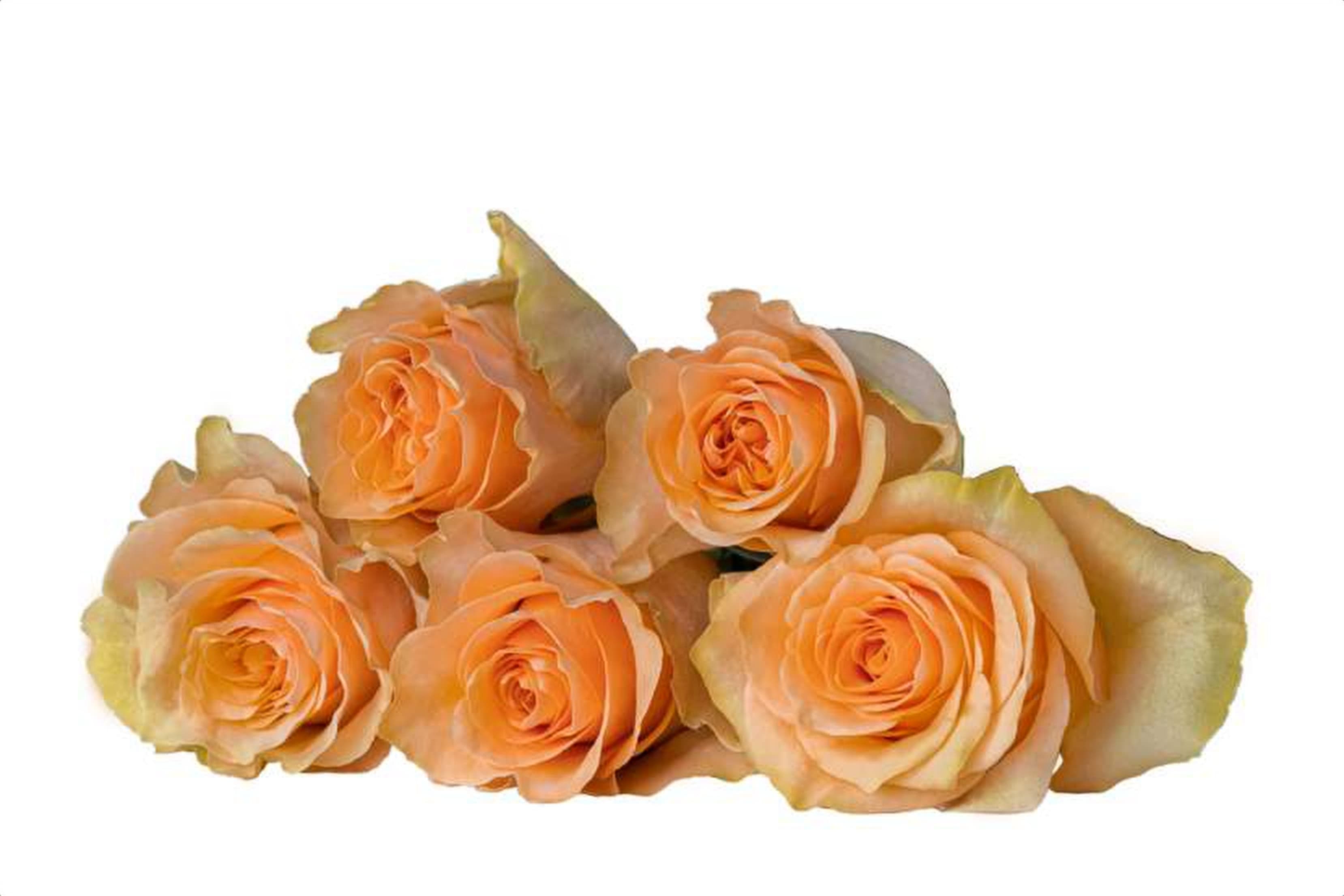 Cuenca, a pink single-head rose grown in Kenya for wholesale export