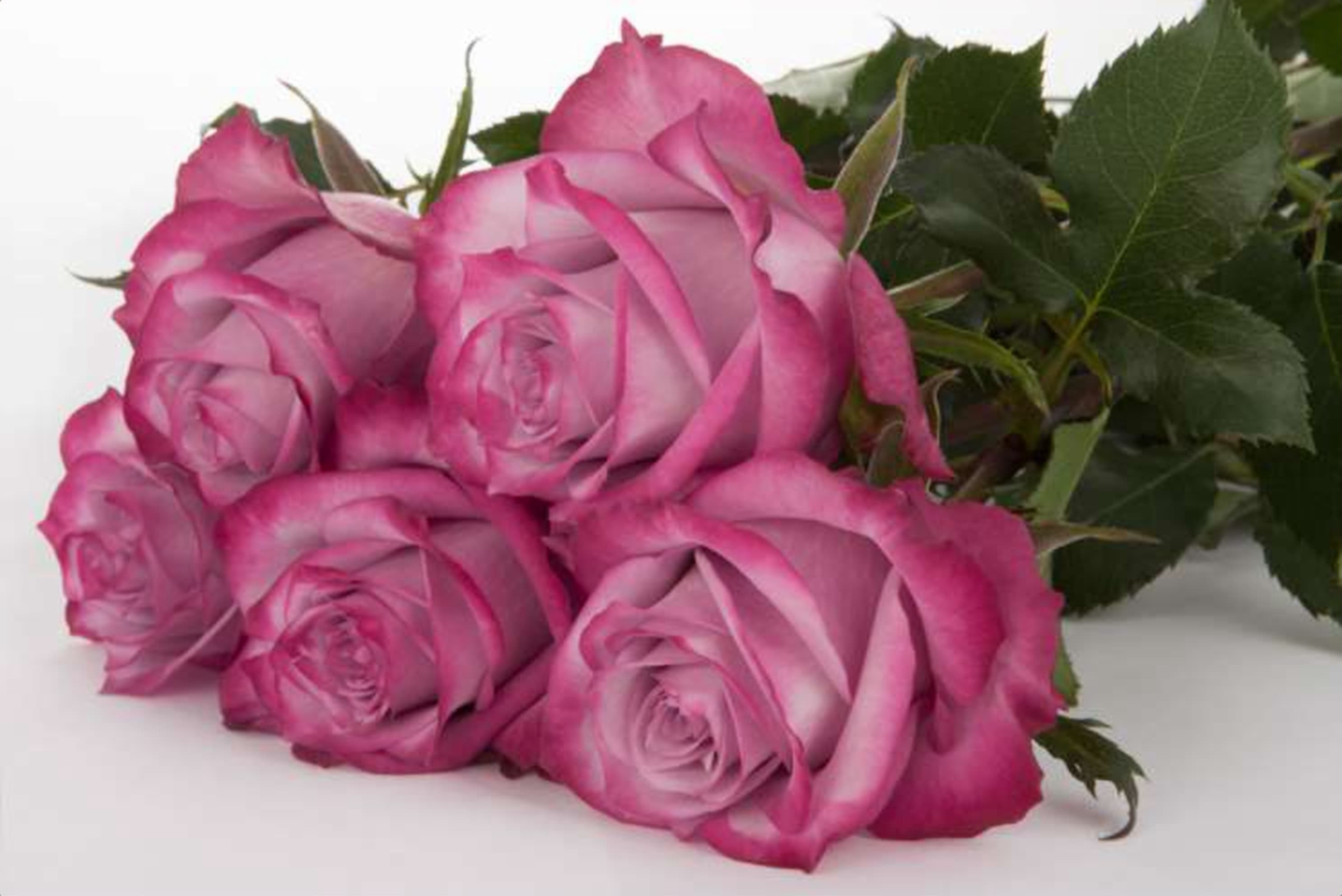 Deep Purple, a purple single-head rose grown in Kenya for wholesale export