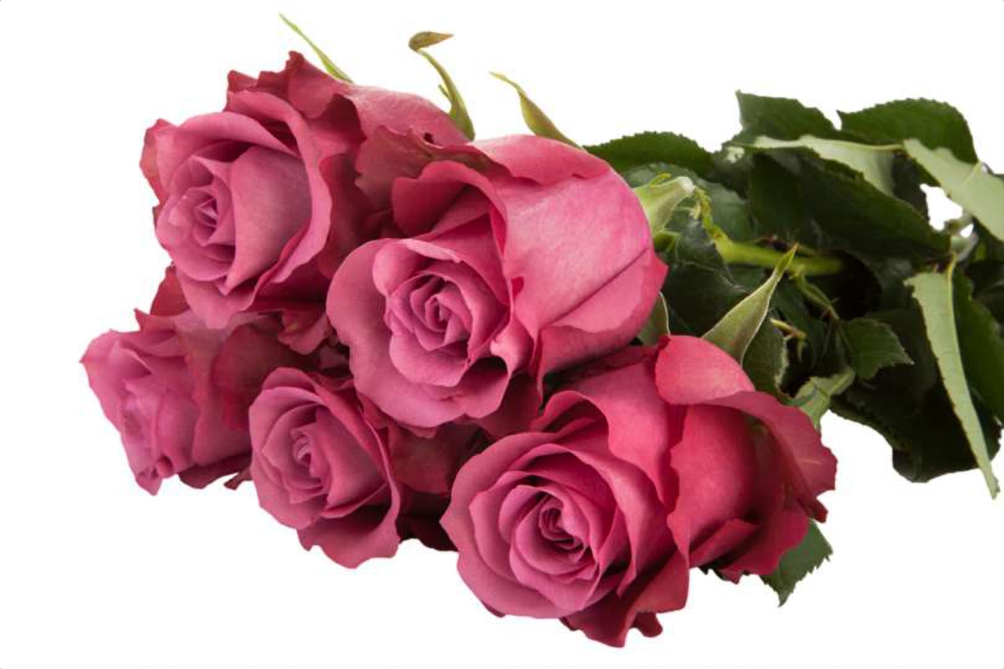 Deep Sea, a purple single-head rose grown in Kenya for wholesale export