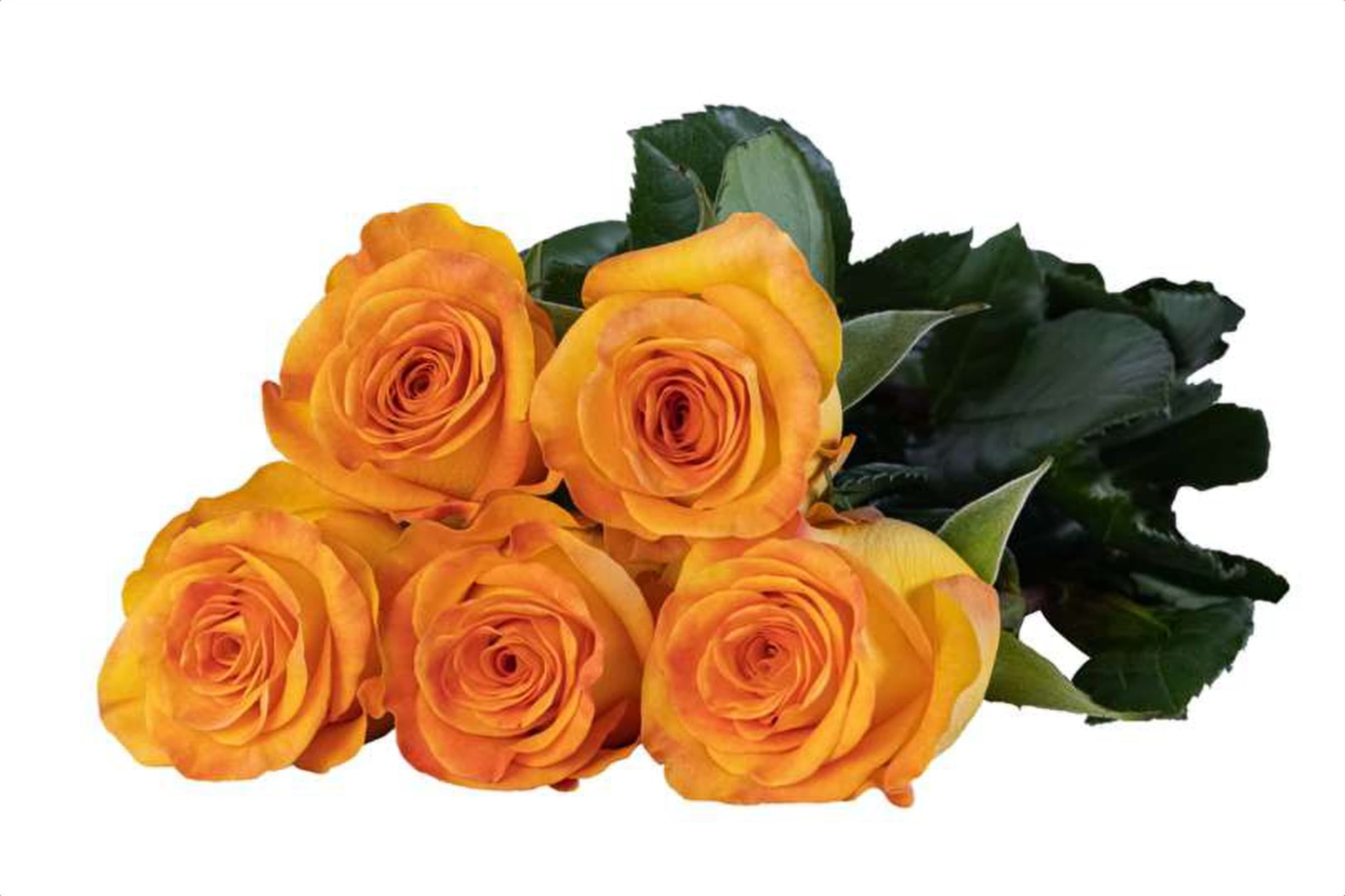 Diablo, a orange single-head rose grown in Kenya for wholesale export