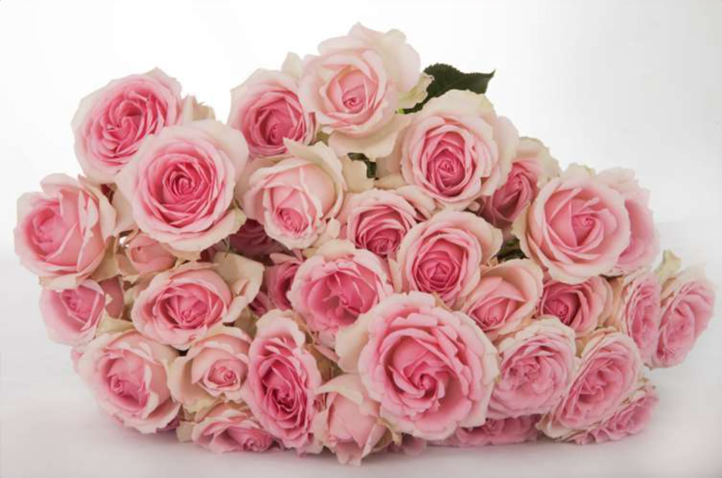 Dinara, a baby pink spray rose grown in Kenya for wholesale export
