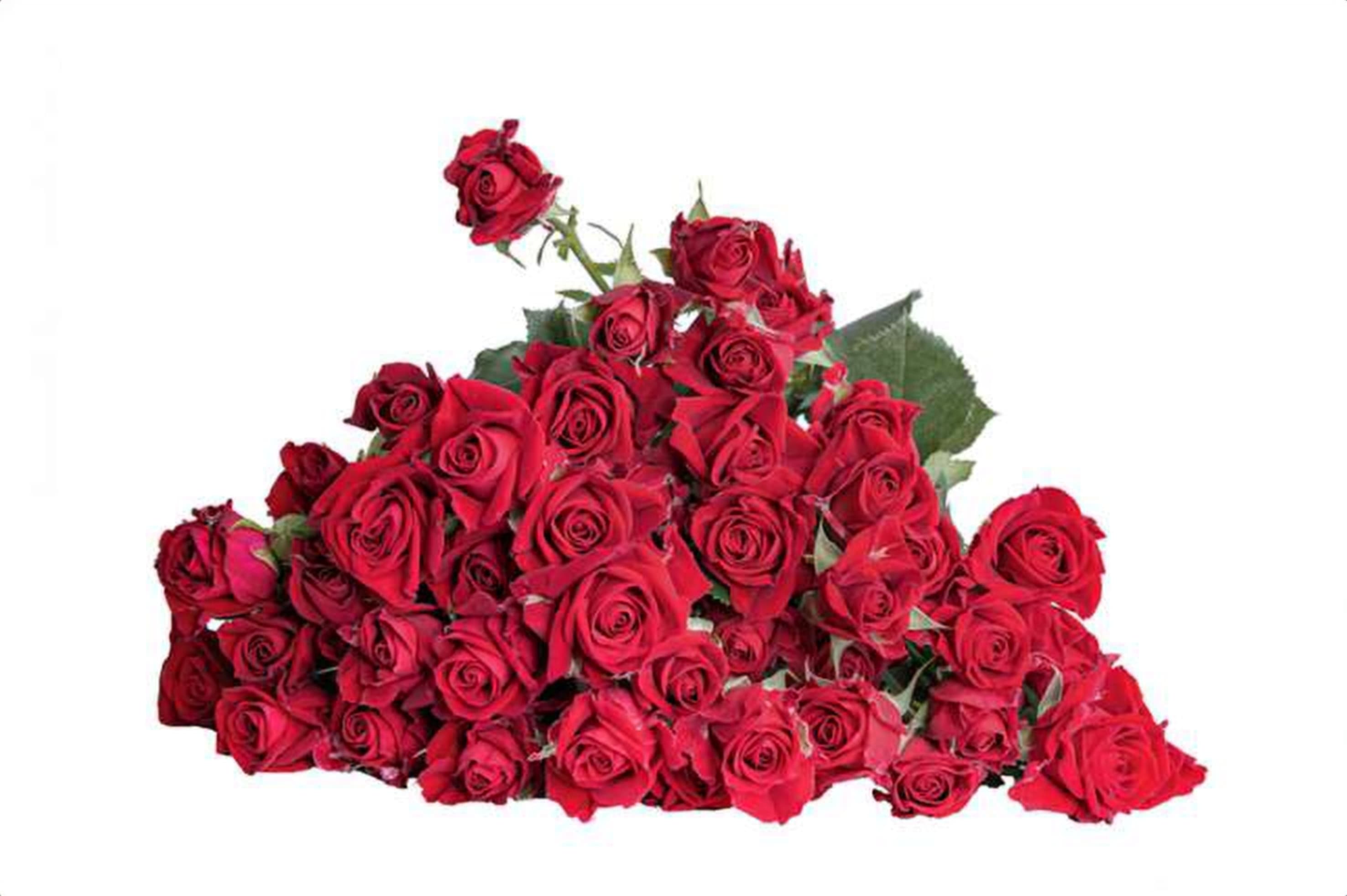 Dominica, a red spray rose grown in Kenya for wholesale export