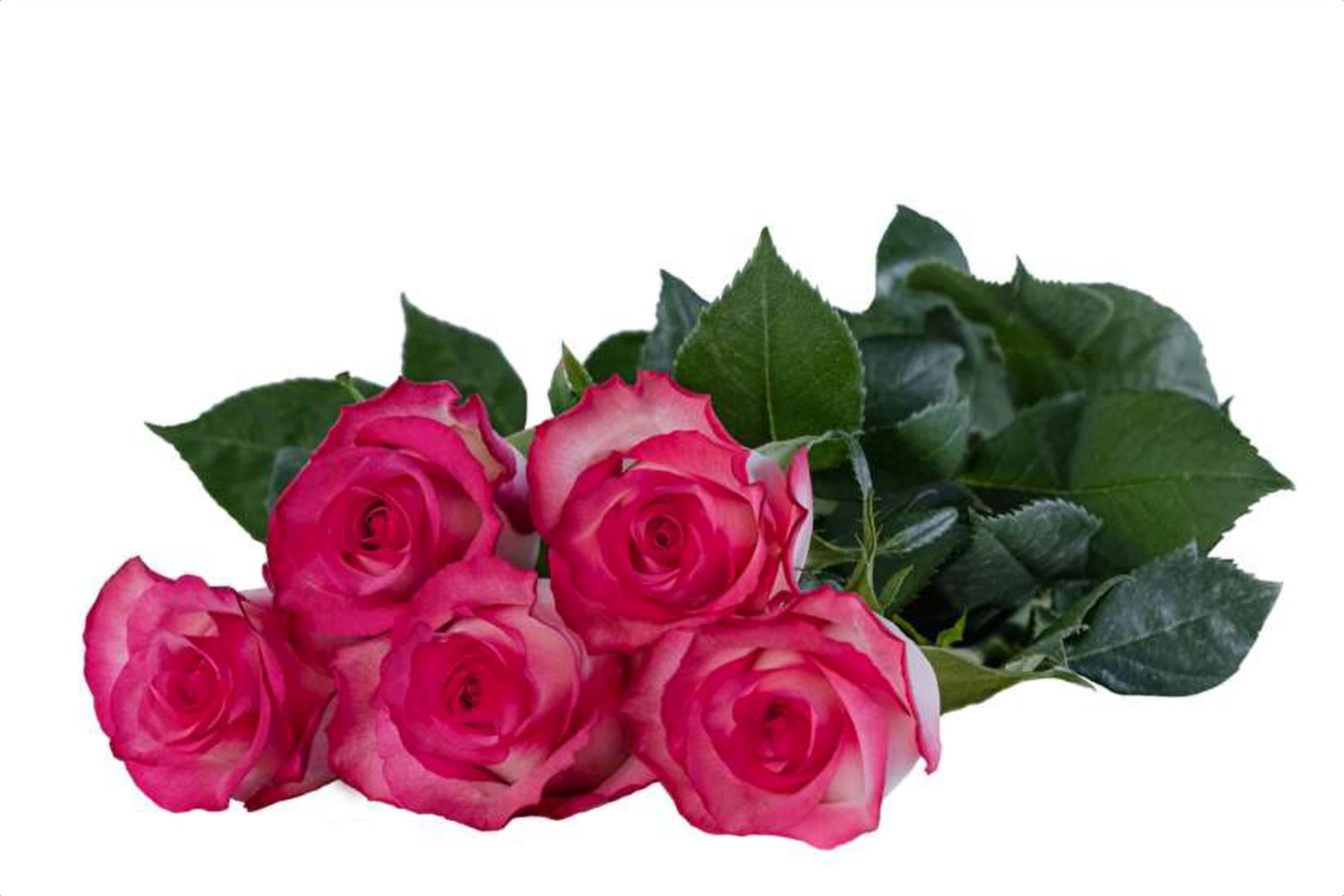 Double Fashion, a bi color cerise single-head rose grown in Kenya for wholesale export