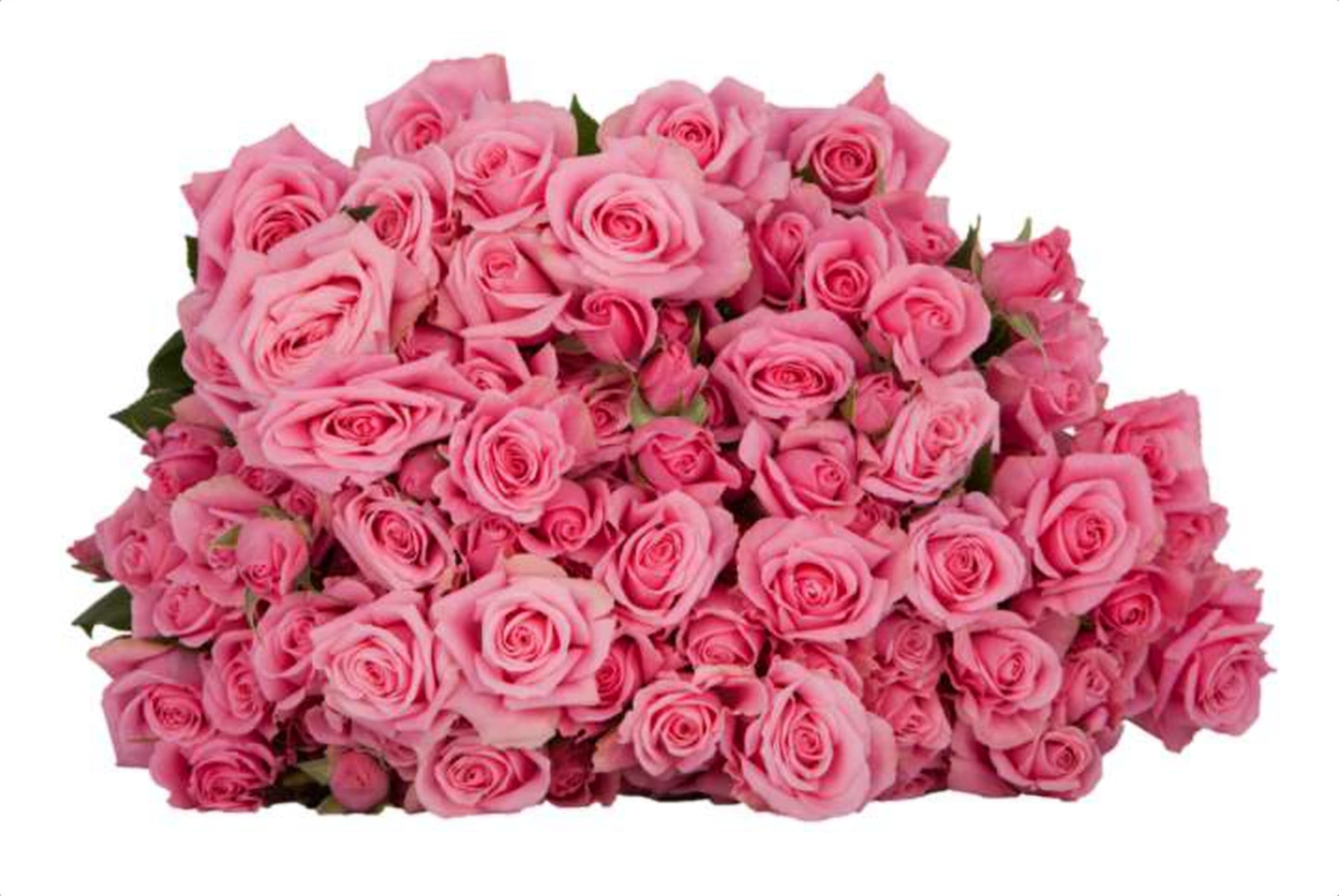 Eileen, a baby pink spray rose grown in Kenya for wholesale export